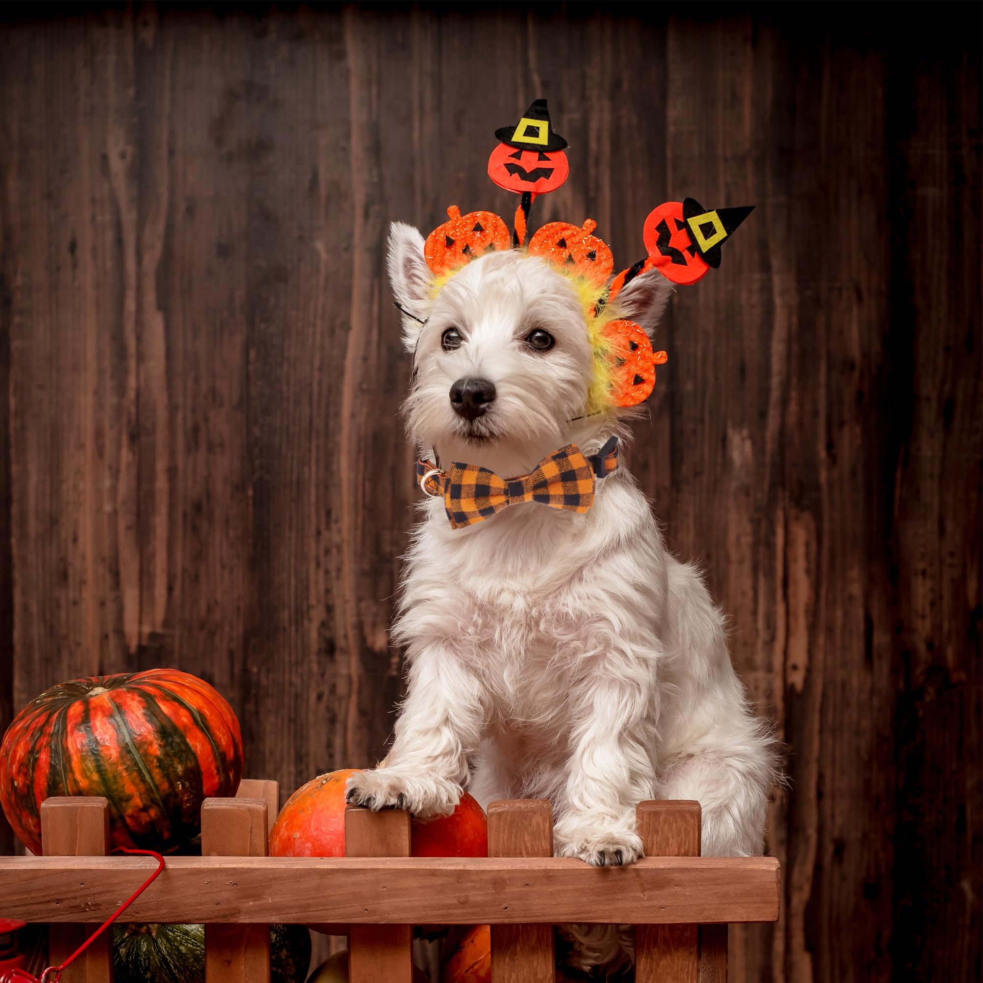 Adoggygo Halloween Dog Collar With Bow, Adjustable Plaid Dog Collars With Removable Bowtie Orange Purple Plaid Halloween Collars For Small Dogs Pets (Small, Orange&Purple)