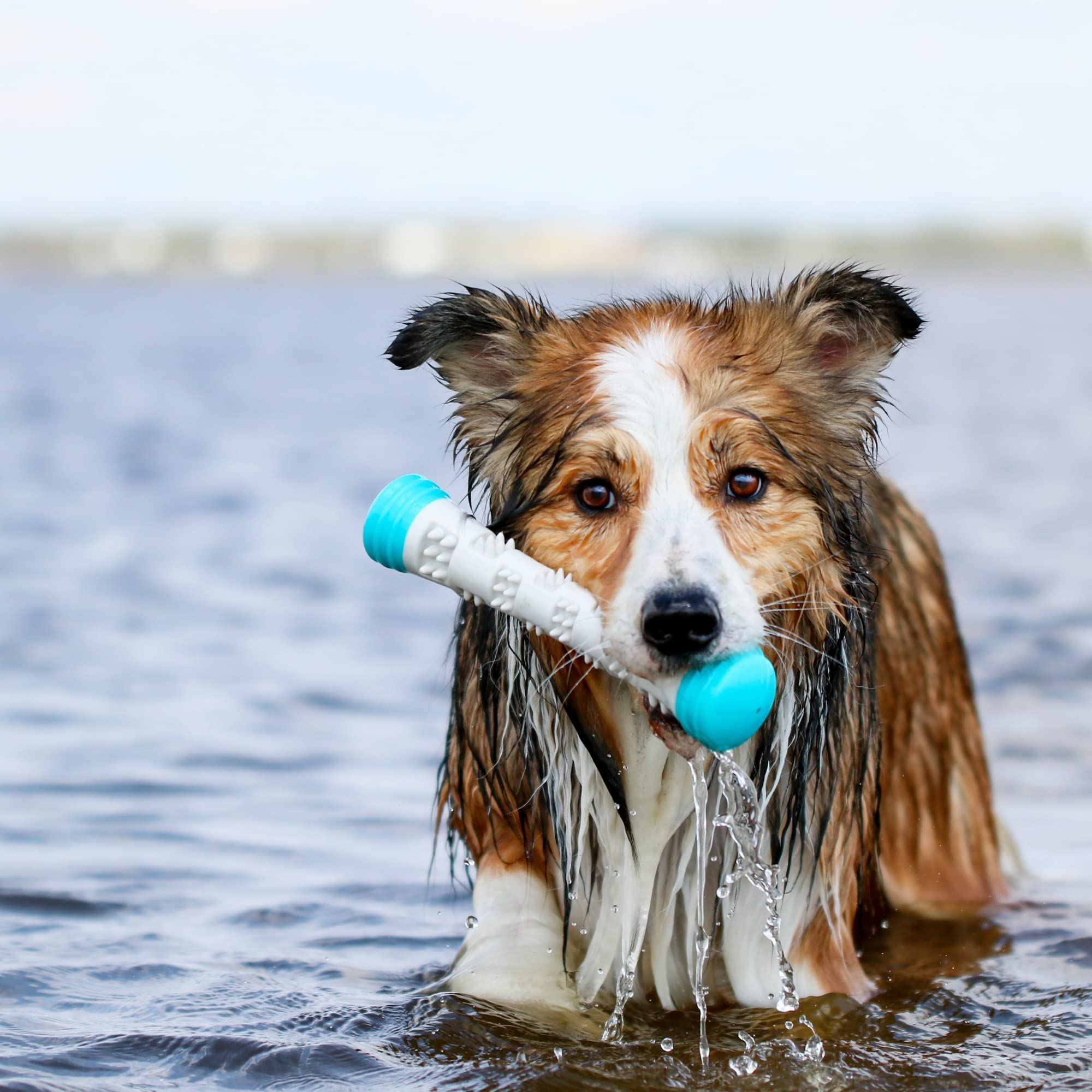 Messy Mutts Totally Pooched Chew n' Squeak Stick | Small 8.5    Durable TPR Dog Toy with Squeaker | Made for Chewers | Tough Fet