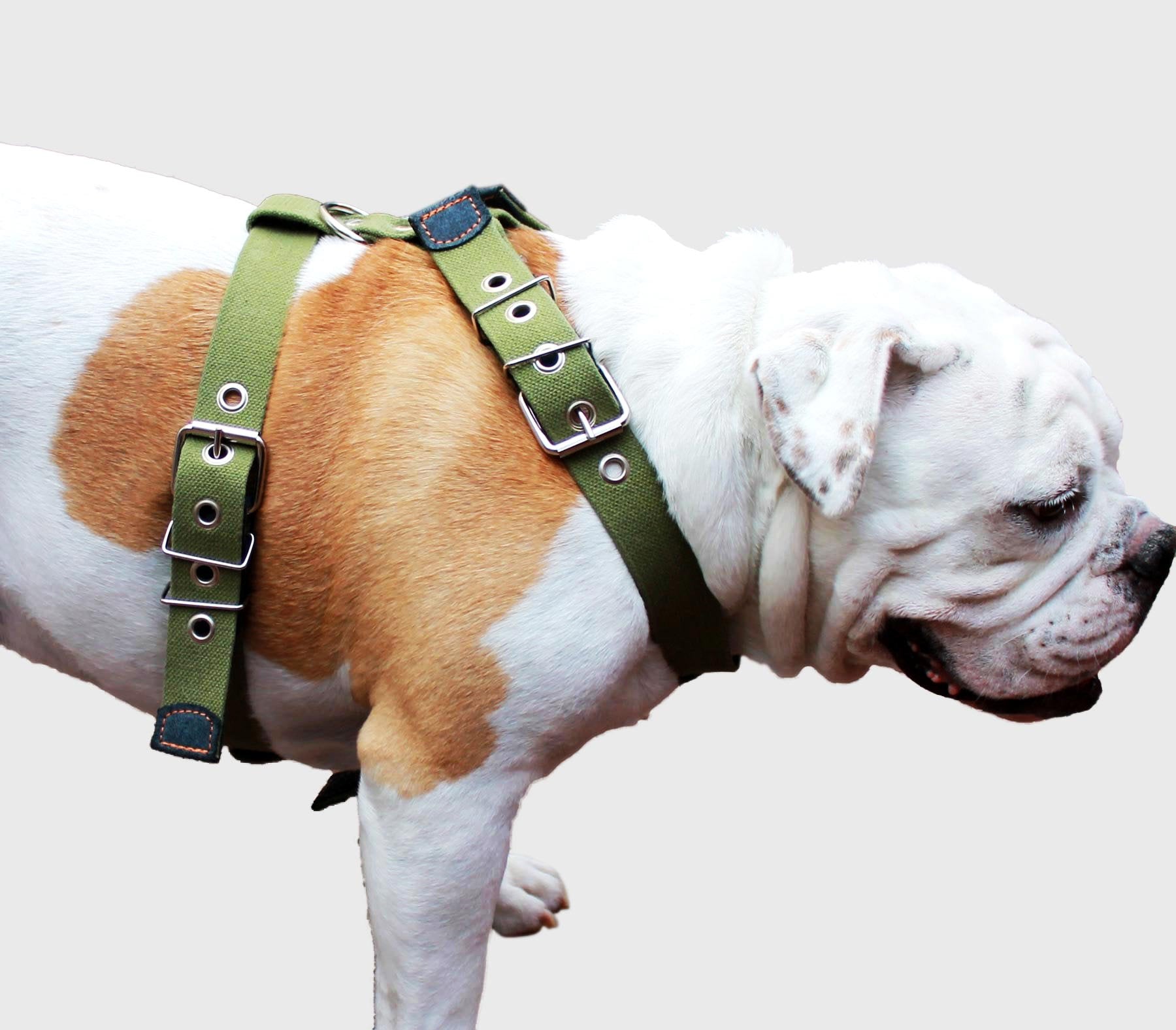 Cotton Web Dog Harness Large. Fits Girth 29'-34.5'. 1.5' Wide Straps, Rottweiler, Doberman, Boxer