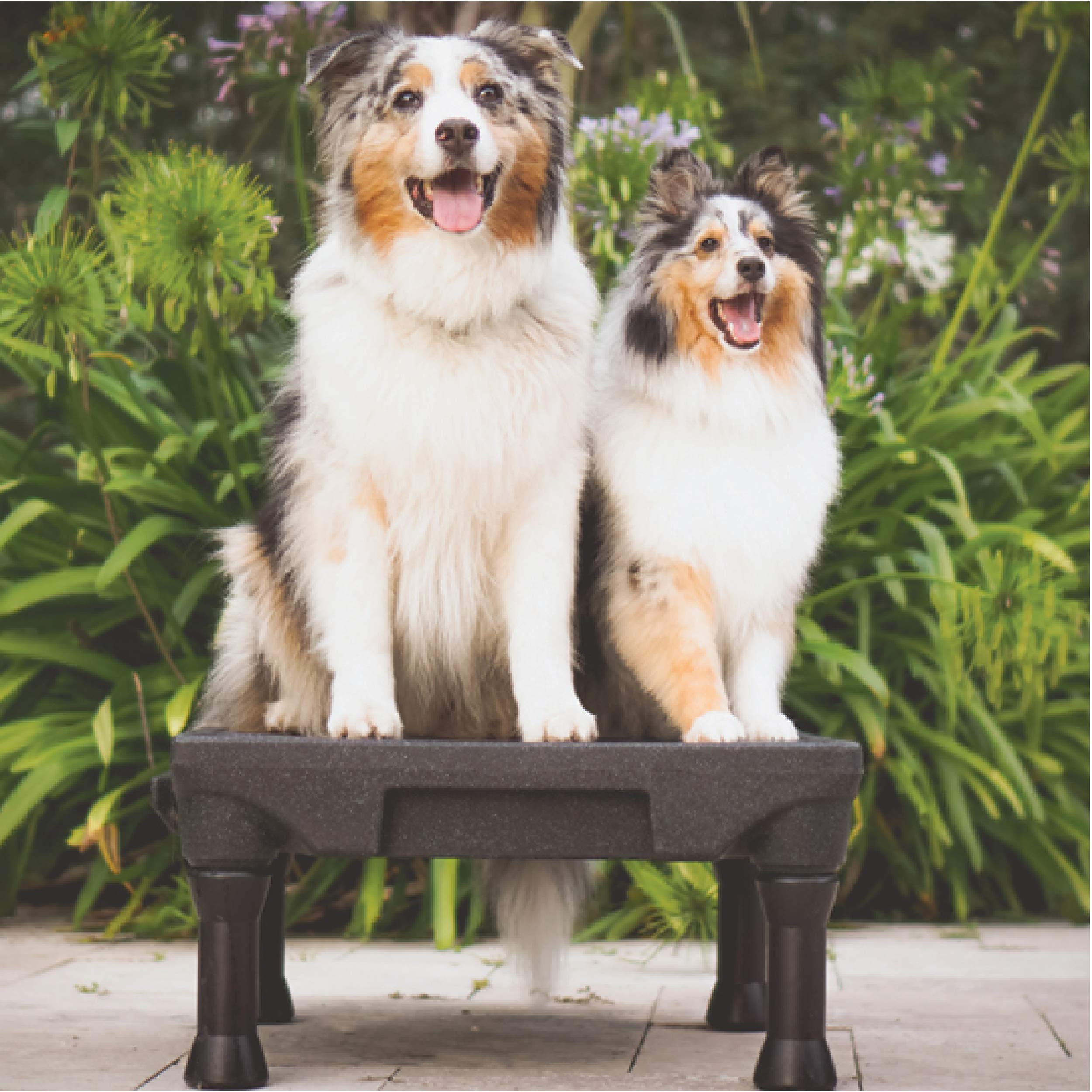 Blue-9 Pet Products Klimb Dog Training Platform And Agility System, Durable And Portable For Indoor Or Outdoor Use, Black