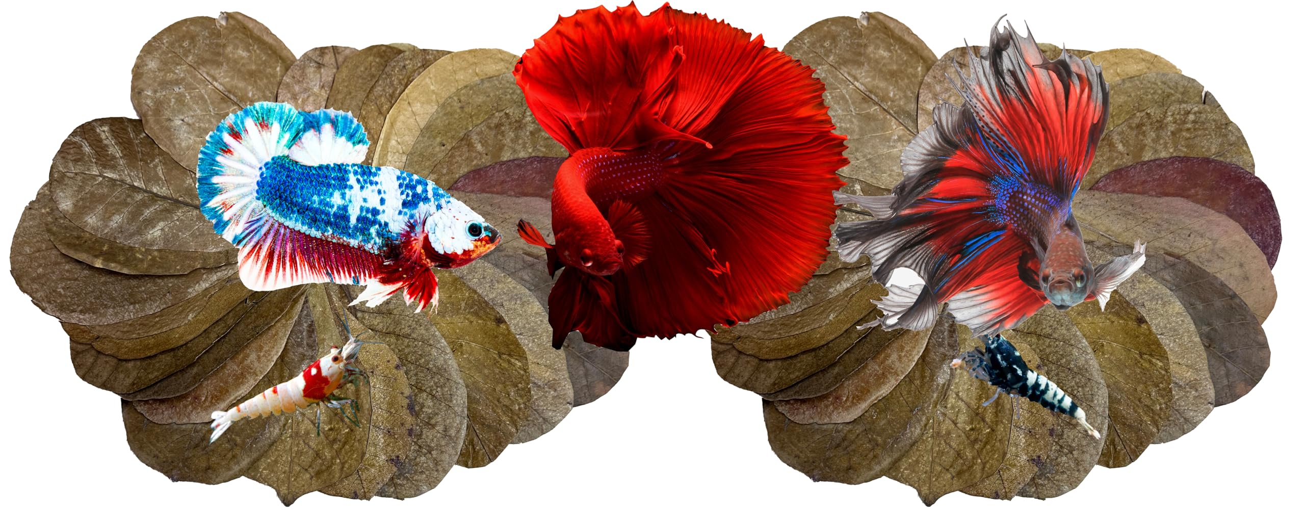 Awesome Aquatic Betta & Shrimp Leaves 50 4-6 Premium Catappa Indian Almond Leaves Natural Habitat Tannin Producing Improves Immu