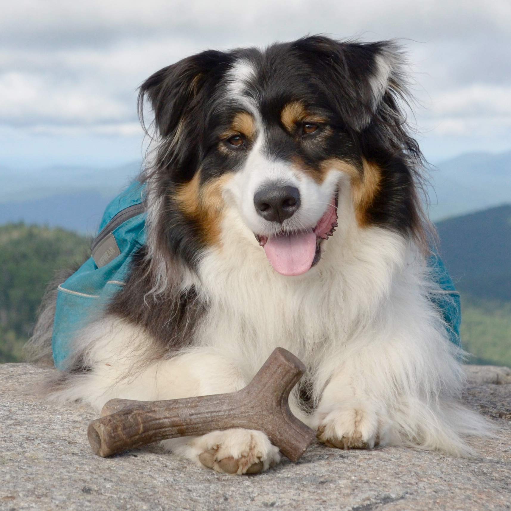Benebone Maplestick Durable Dog Chew Toy For Aggressive Chewers, Real Maplewood, Made In Usa, Medium