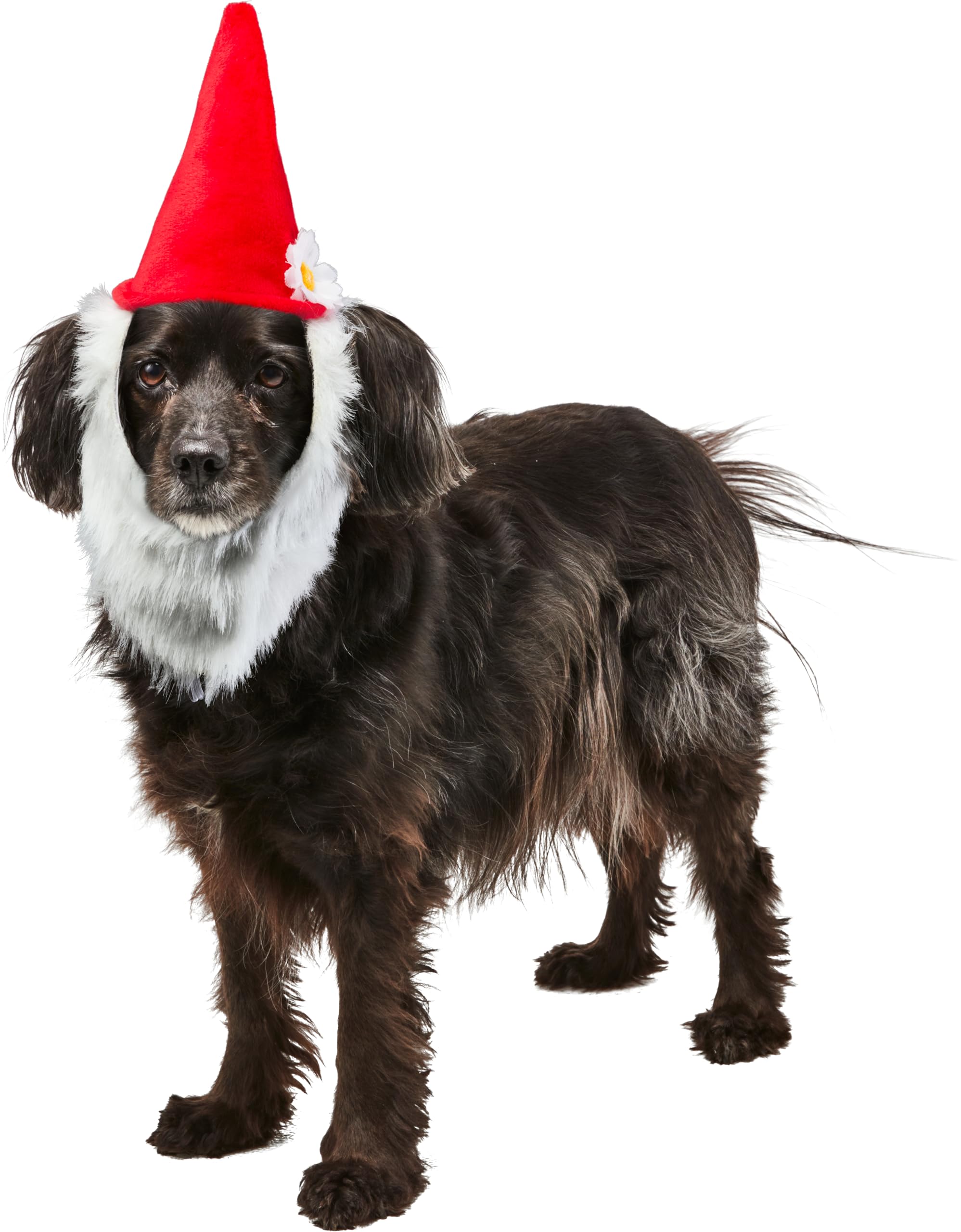 Rubie's Garden Gnome Hat with Beard for Pets, Medium/Large