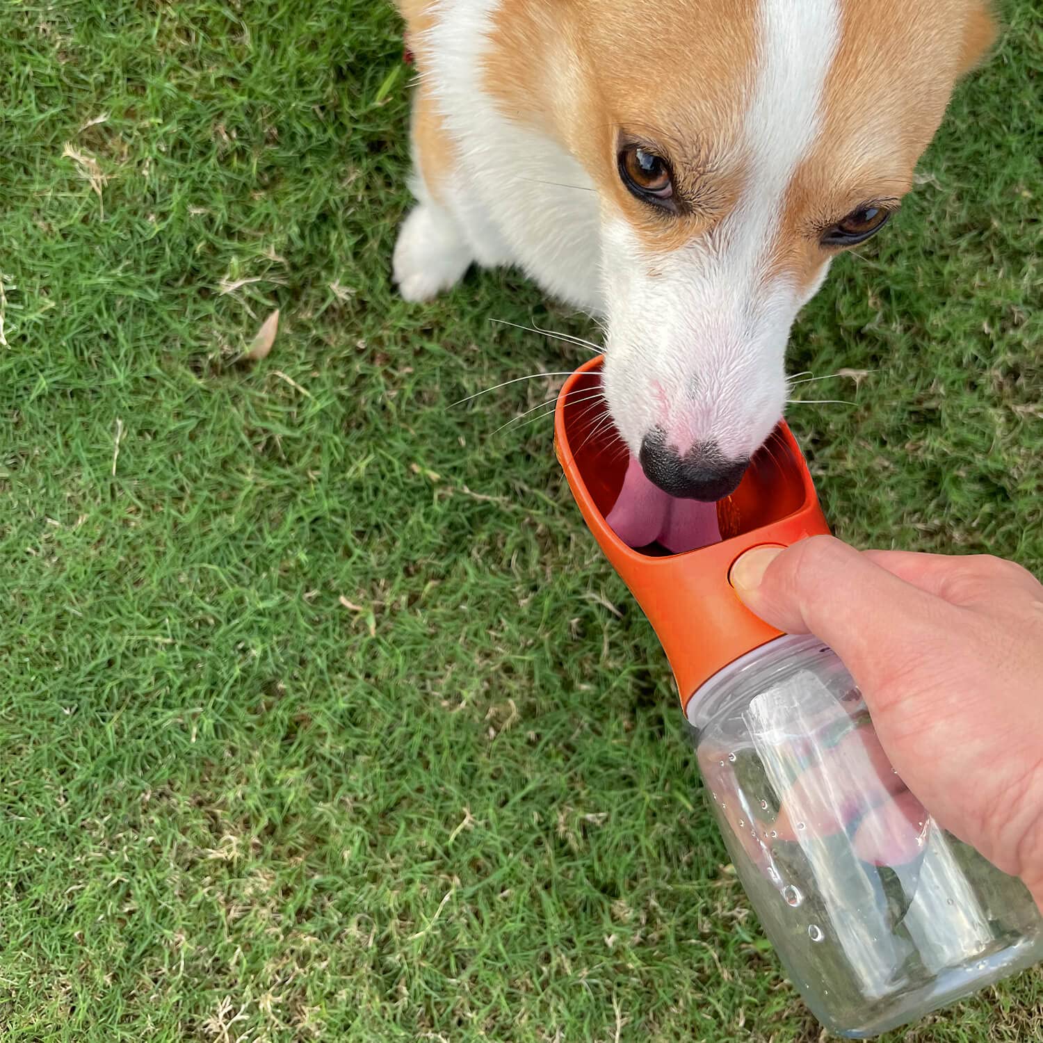 WePet Portable Dog Water Bottle, 12 oz Leak Proof Dispenser, Food Grade Plastic, Ideal for Outdoor, Hiking, Travel - Orange