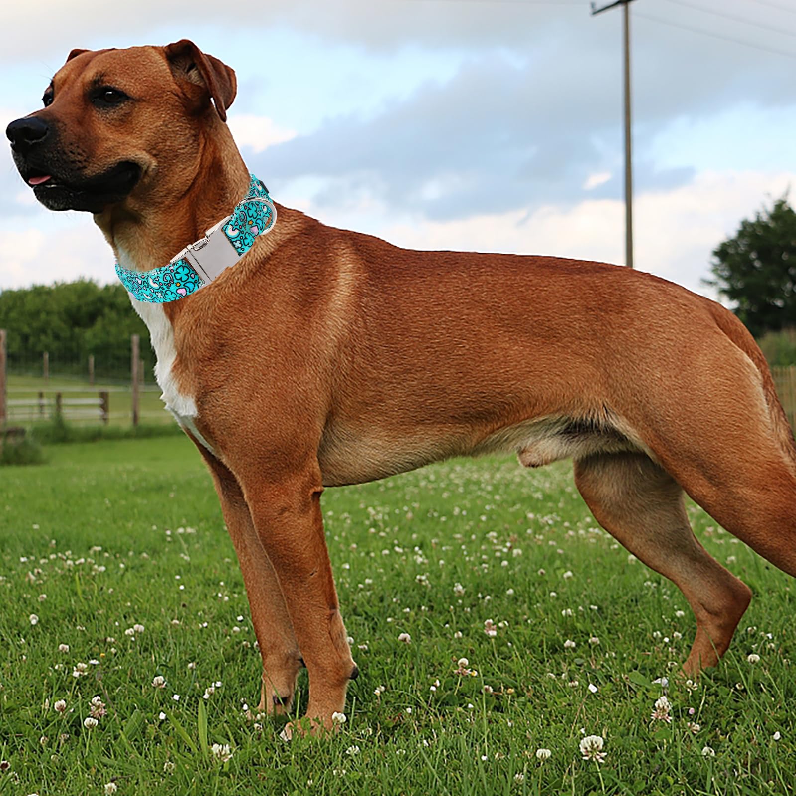 Maca Bates St Patricks Day Dog Collar Irish Clover Dogs Rainbow Cute Clovers Soft Adjustable Durable Saint Patrick'S Shamrock Sp