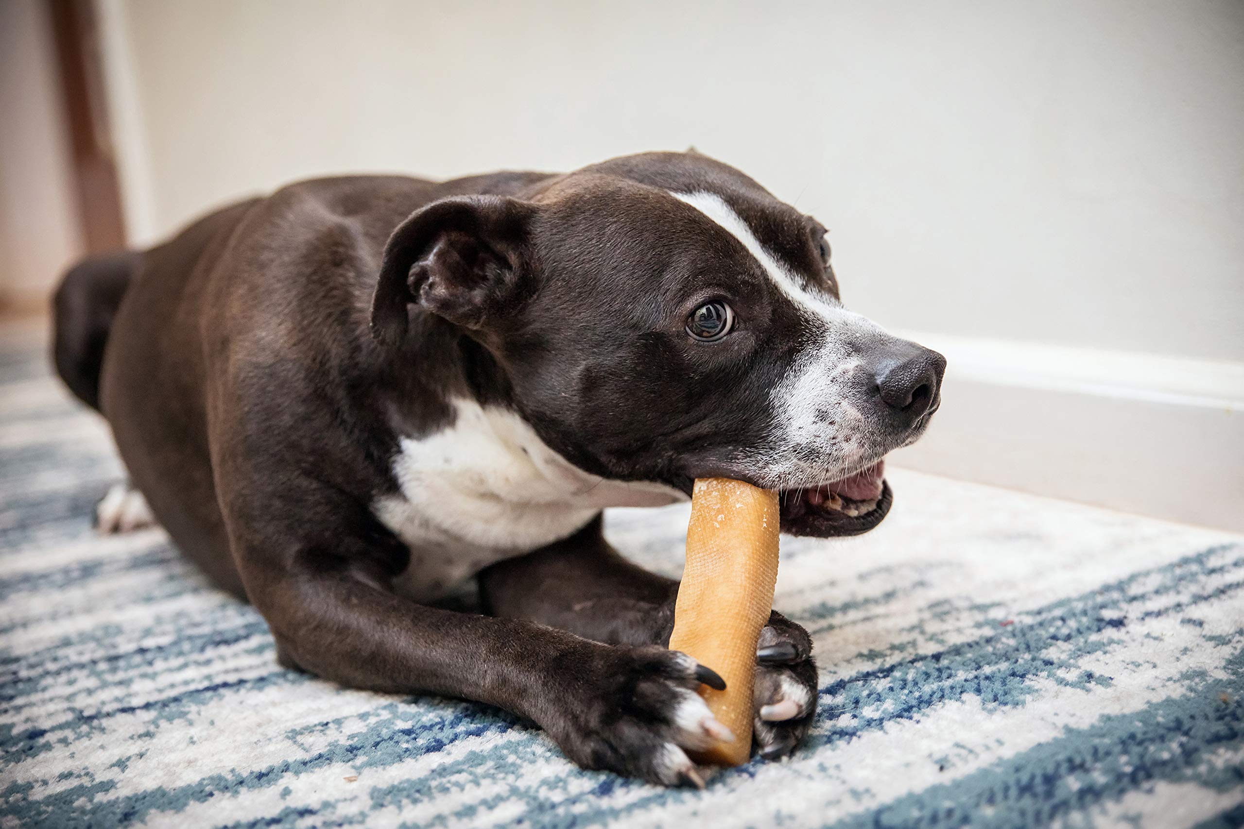 KATHMANDUS Authentic Himalayan Cheese Yak Chew, Contains Two Large Chews, Handcrafted for Dogs Under 55 pounds, Ideal for impro