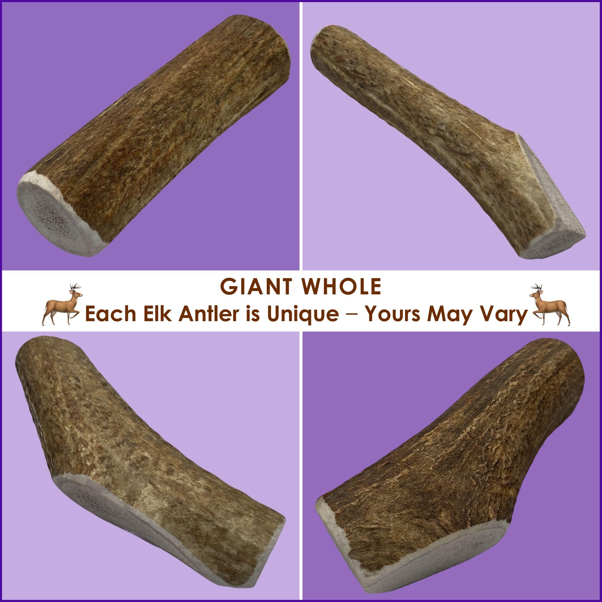 Deluxe Naturals 1-Pack Giant Whole Elk Antler Dog Chews (6 to 10 in) - Long Lasting Dog Bones for Large to Giant Aggressive Chew
