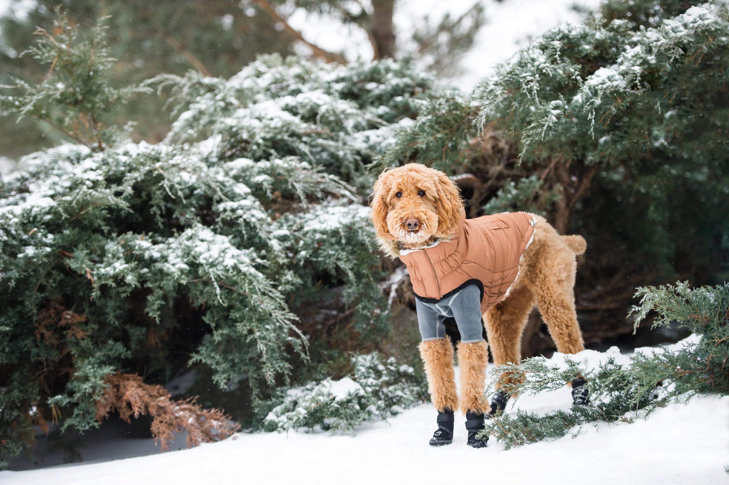Gf Pet Urban Parka - Caramel - 2Xl