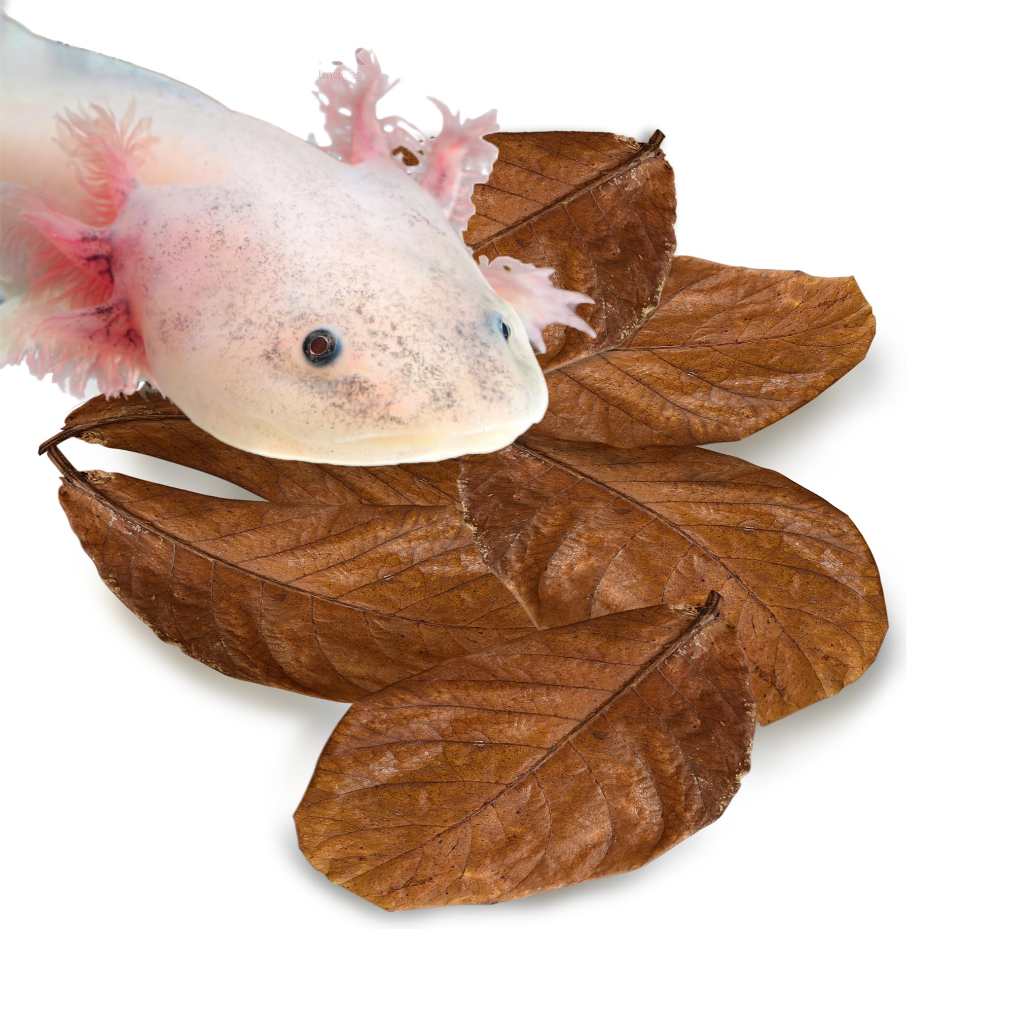 SunGrow 10 Pack Axolotl Indian Almond Leaves for Aquarium, 5-Inches, Catappa Leaf Soothes Pets Slime Skin, Aquarium Water Condit