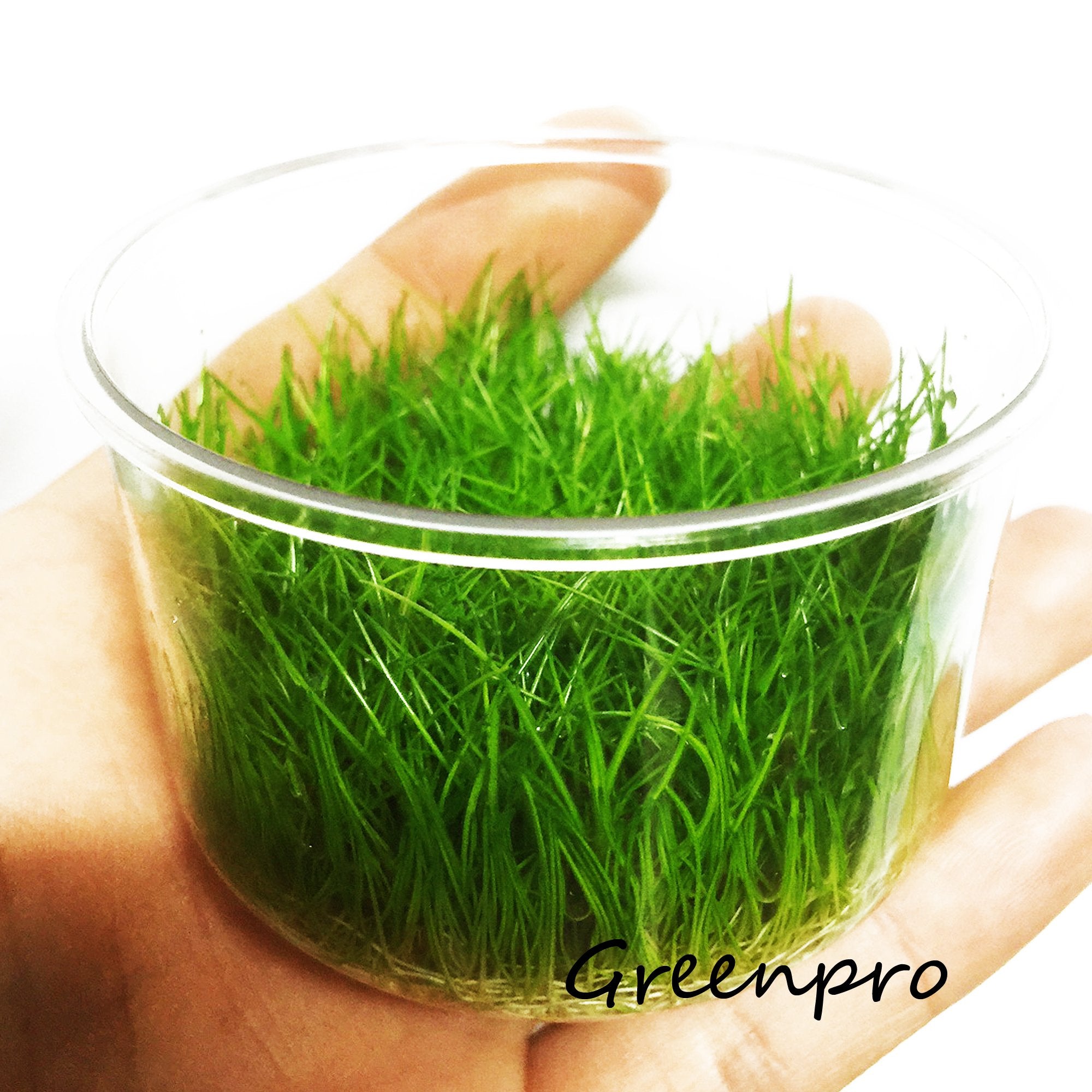 Greenpro Dwarf Hairgrass Live Aquarium Plants Tissue Culture Cup Freshwater Fish Tank Decorations