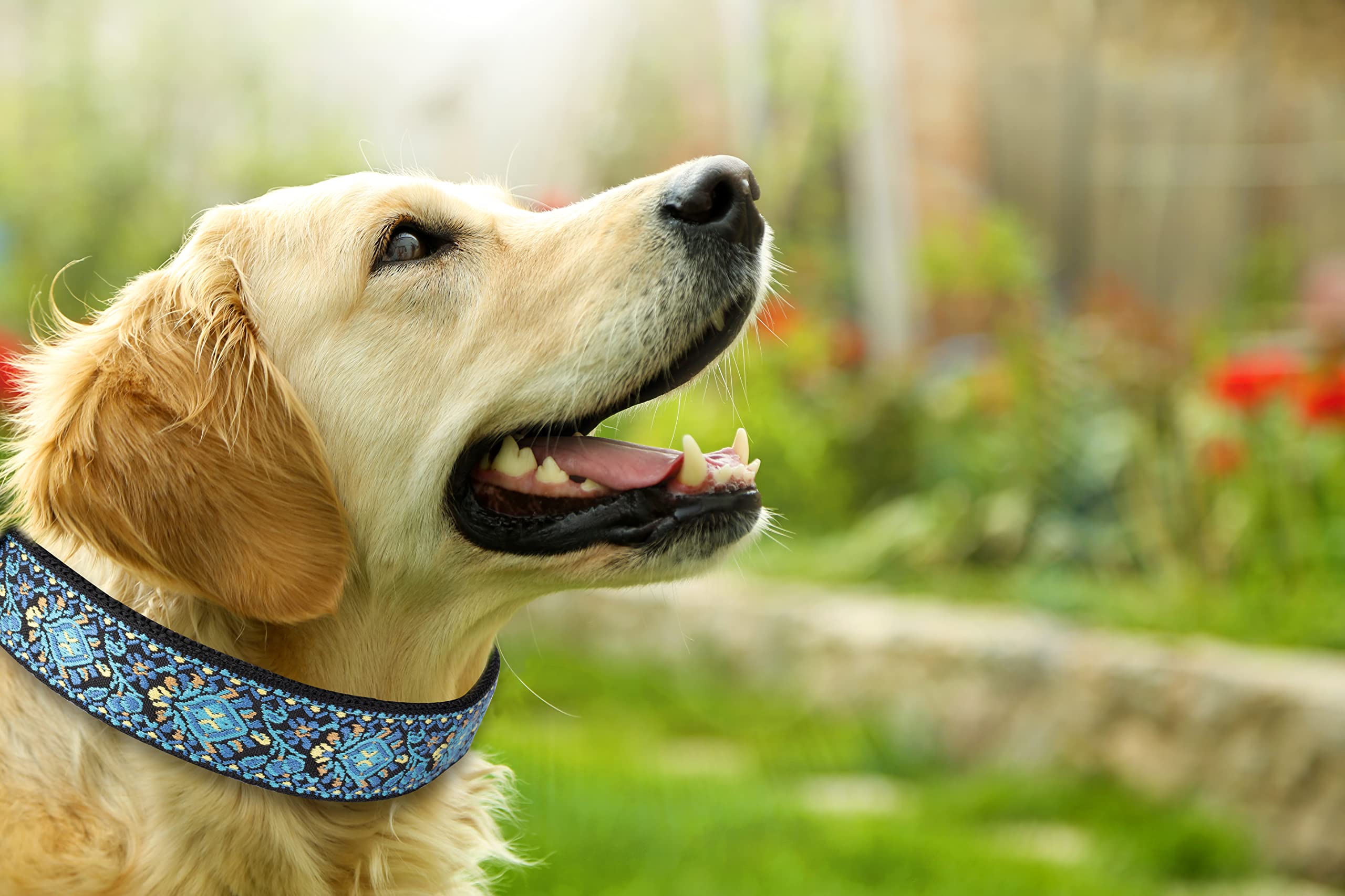 Dog Collars For Small Medium & Large Dogs Puppy Quick Release Buckle, Long Lasting, Adjustable, Heavy Duty Collars