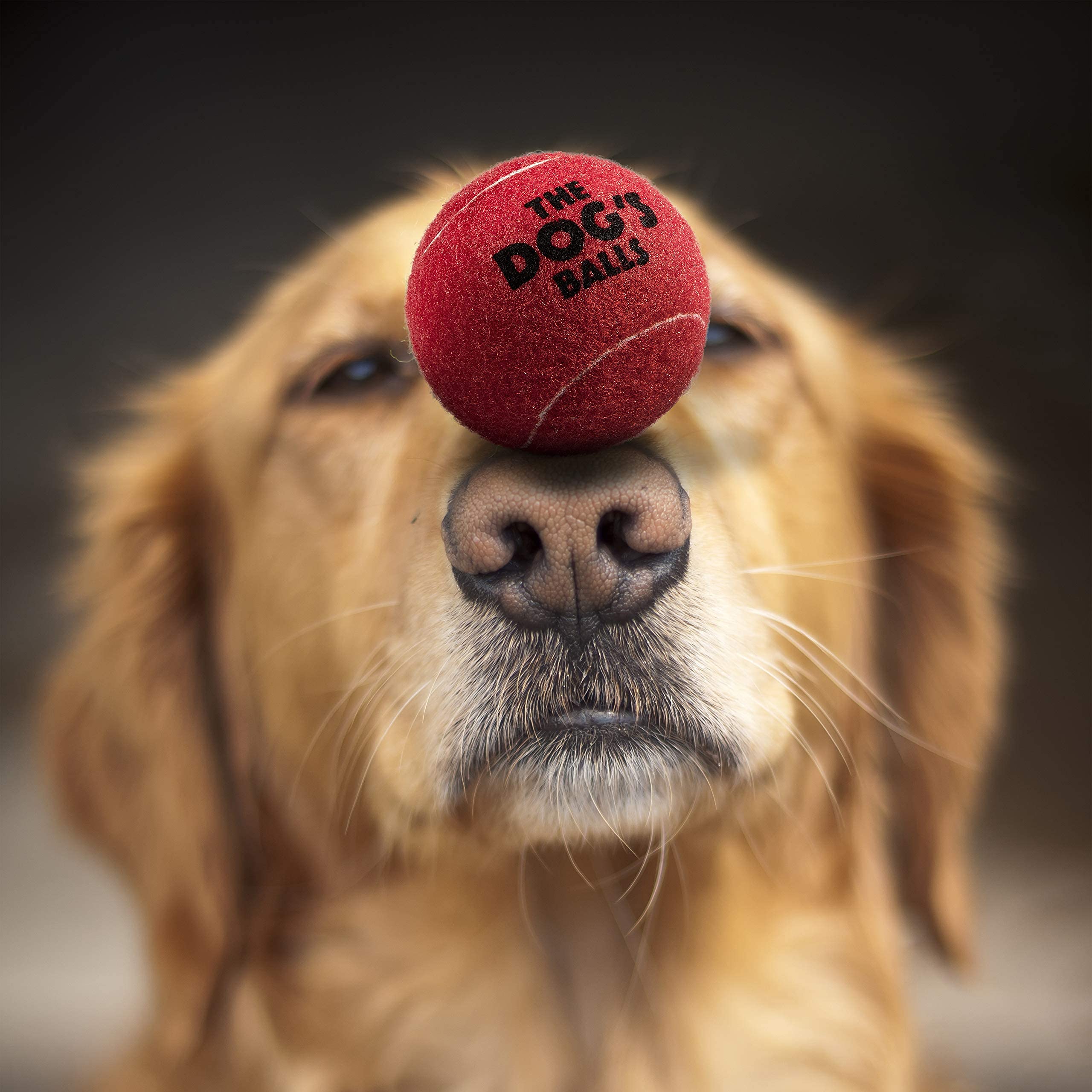 The Dog's Balls, Dog Tennis Balls, 12-Pack Red, 2.5 Inches Diameter Dog Toy, Strong Dog & Puppy Ball for Training, Play, Exercis