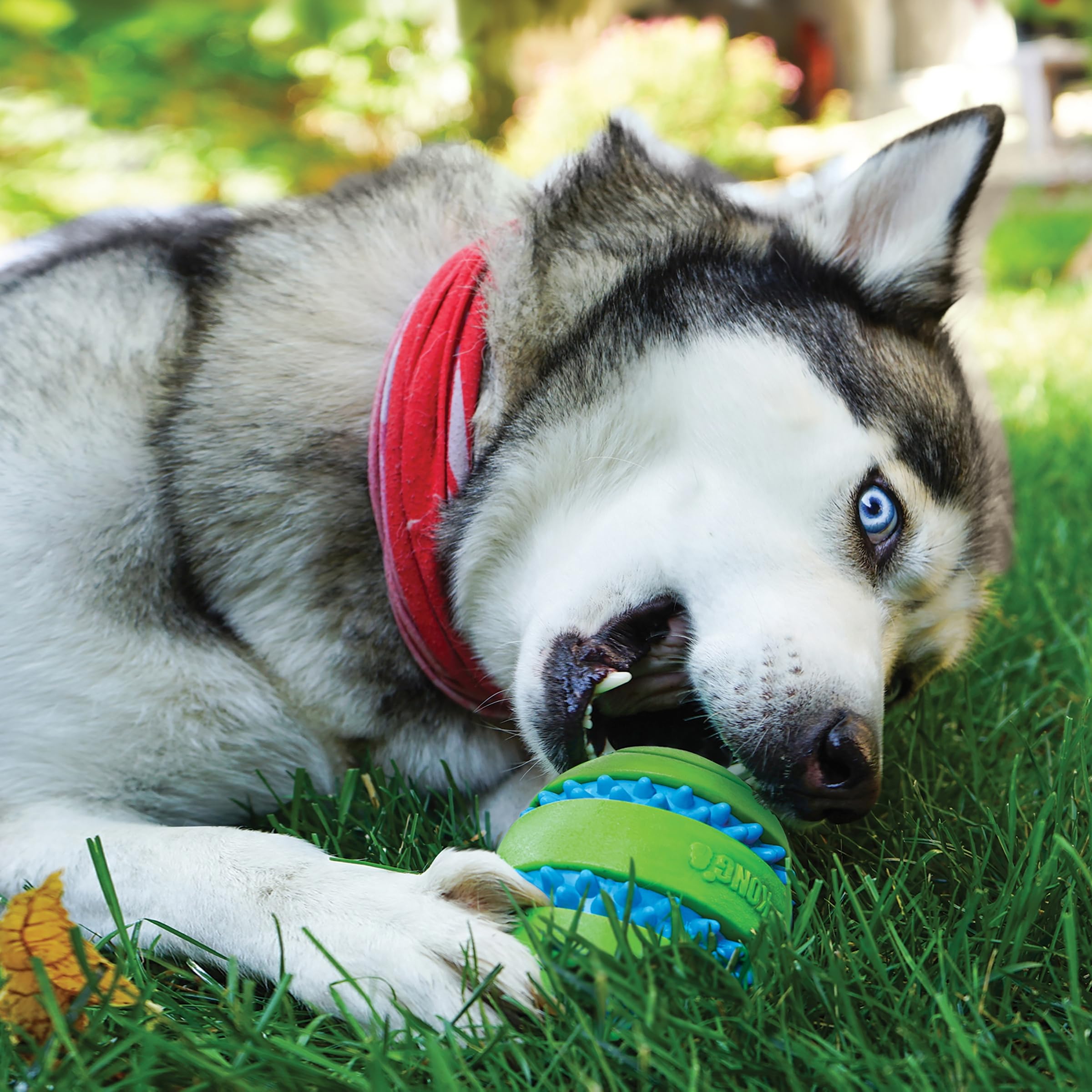 KONG Squeezz Goomz Ball Lg