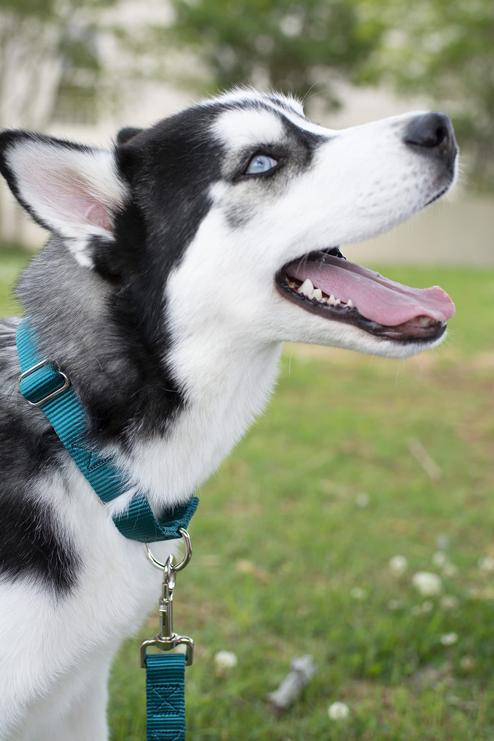 Country Brook Petz - 1 Inch Solid Color Nylon Dog Leash - Durable Clip - Soft Handle (1 Inch Wide, 6 Foot, Teal)