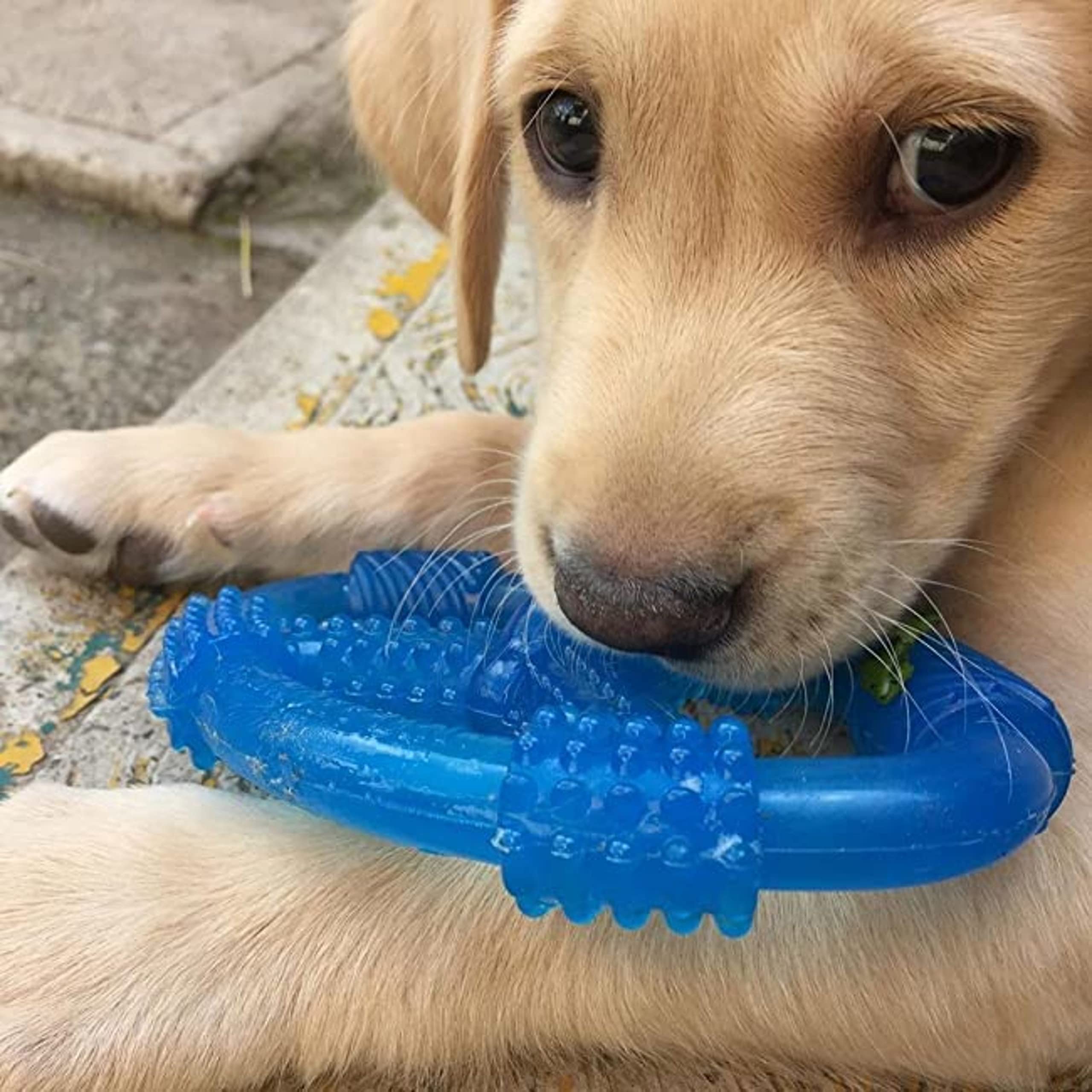 Nylabone Spin Tug & Play Puppy Chew Ring Toy, Soothing Puppy Teething Bone, Enrichment Toy for Puppies, Blue, Peanut Butter Flav