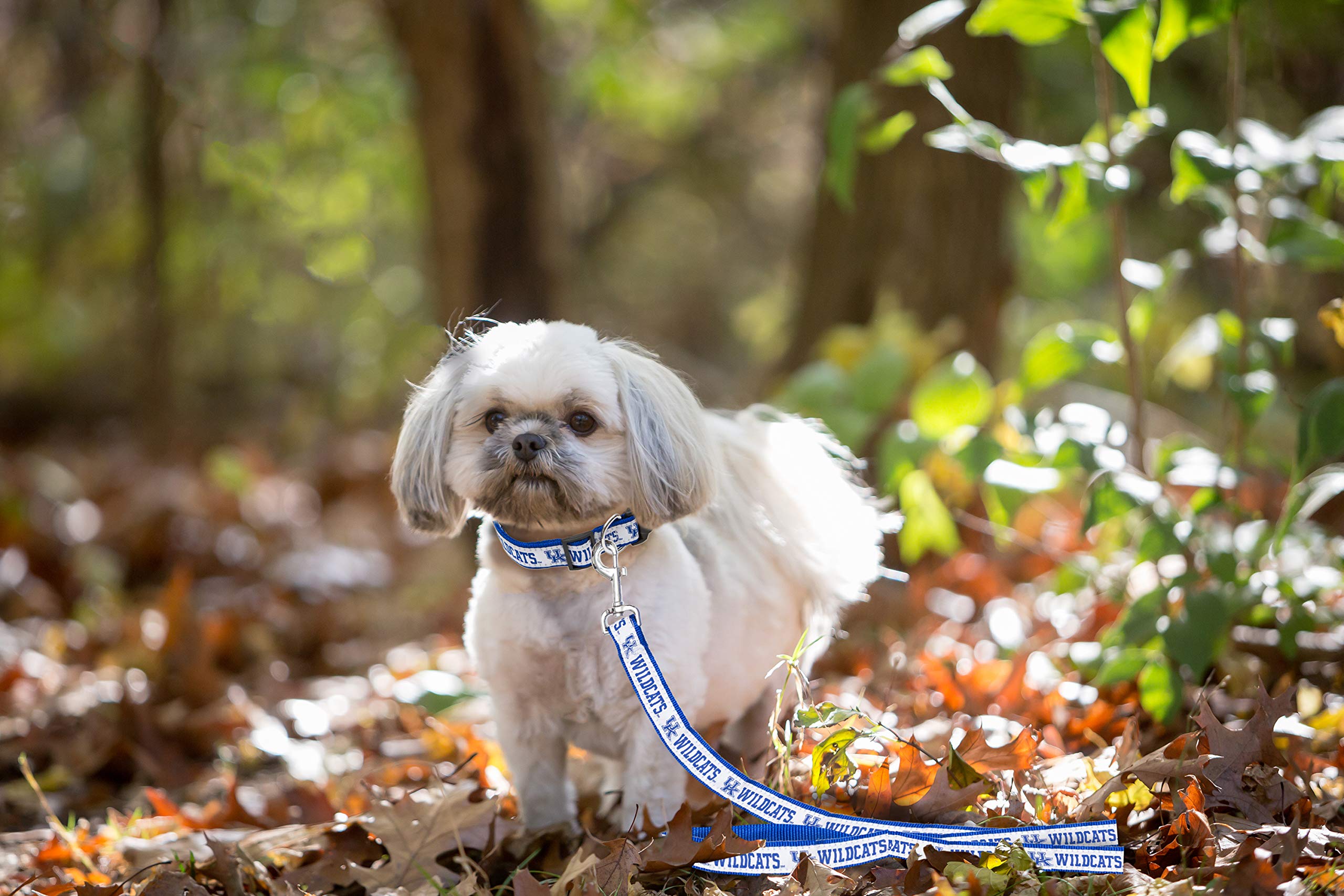 Ncaa Pet Leash, Small, Kentucky Wildcats, Dog Leash, Shiny & Colorful Leash For Dogs & Cats Licensed By The Ncaa