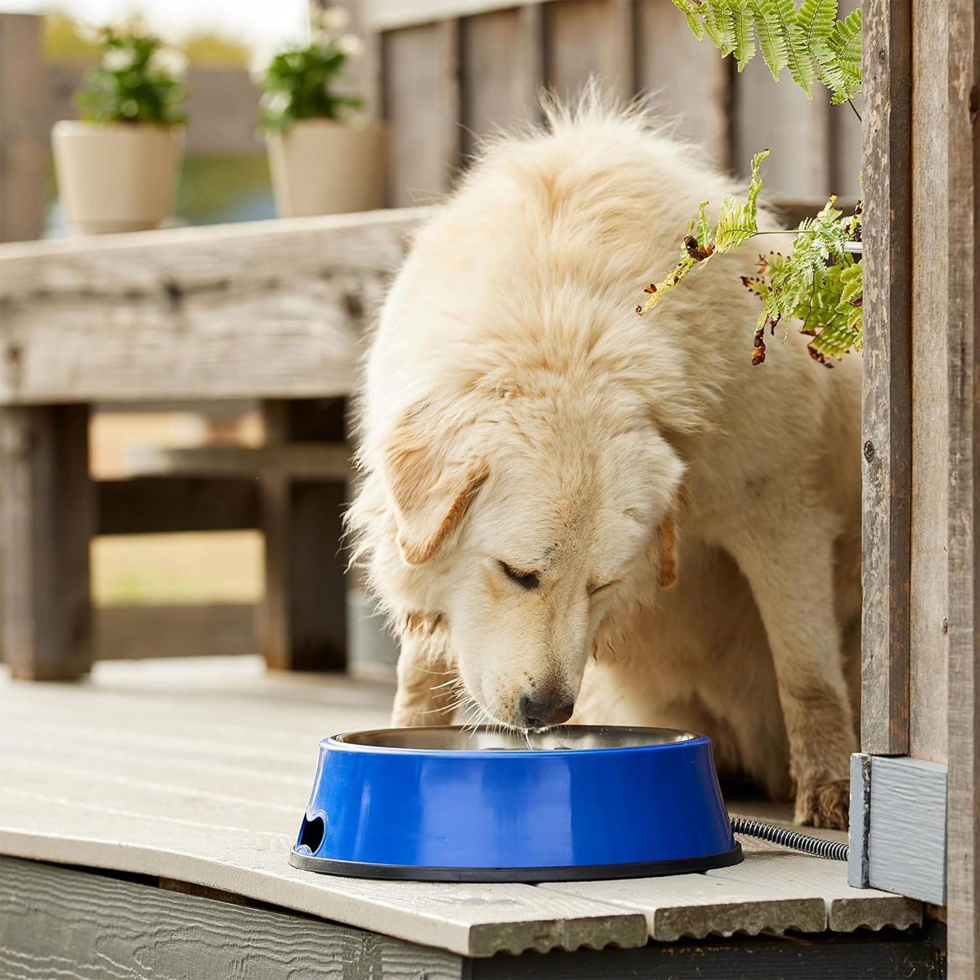 Farm Innovators Signature Series 60 Watt 5.5 Quart Electric Heated Pet Water Bowl With Stainless Steel Insert And Thermostatic C