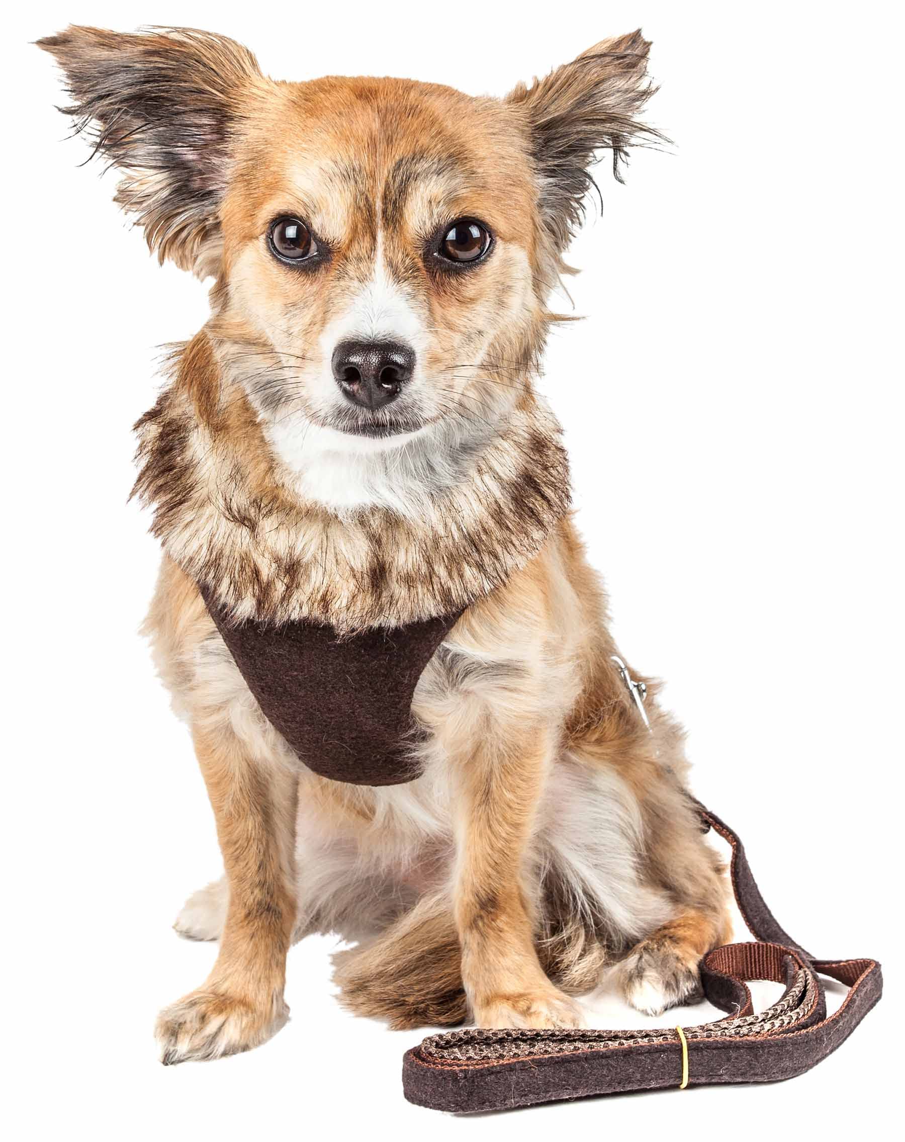 Pet Life Luxe 'Furracious' 2-In-1 Mesh Reversed Adjustable Dog Harness-Leash W/ Removable Fur Collar(D0102H70Hf7.)