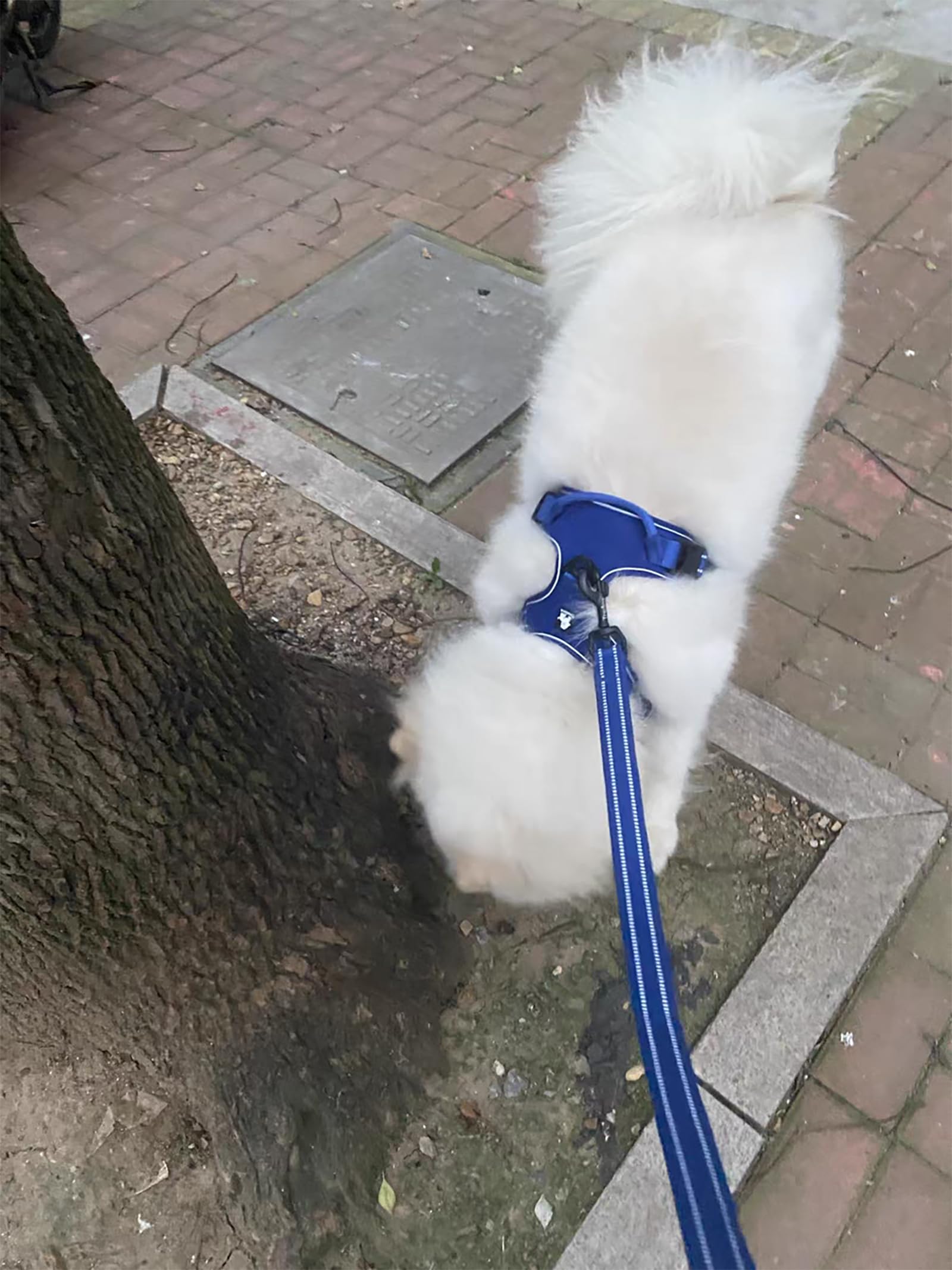 True Love Reflective Dog Leash Puppy Walking Lead, Padded Pet Chain Rope,Length 200Cm Truelove Tll2111(Royal Blue,M)