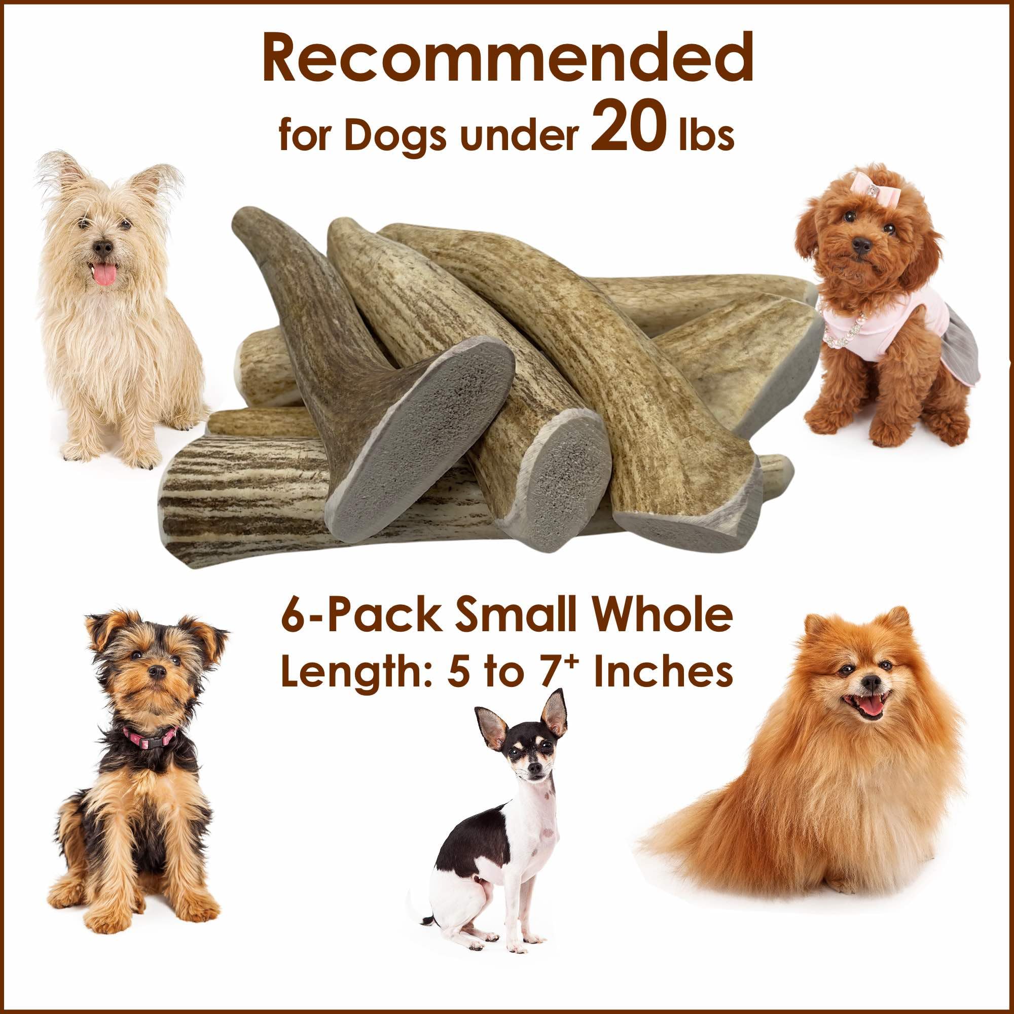 Deluxe Naturals 6-Pack Small Whole Elk Antler Dog Chews (5 to 7+ in) - Long Lasting Natural Dog Chew Bones for Small Dogs Under