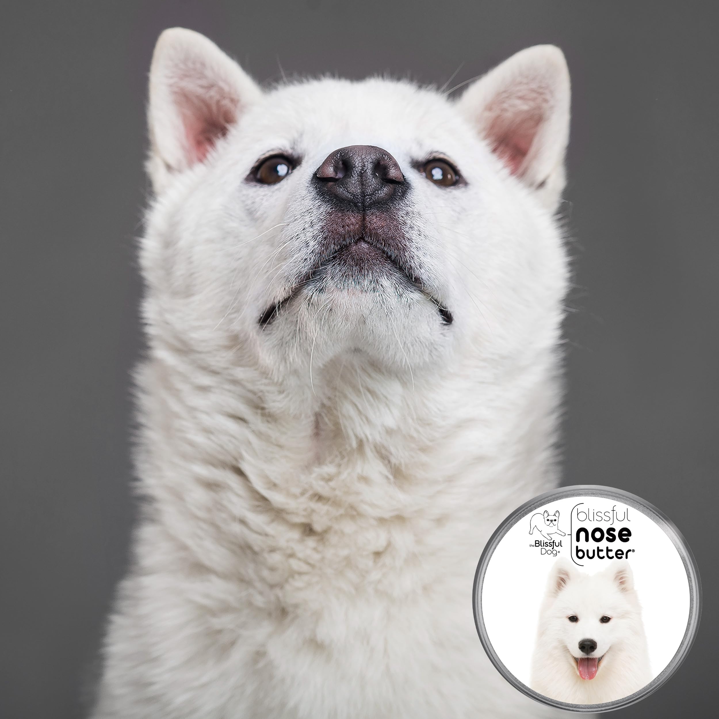 The Blissful Dog Samoyed Unscented Nose Butter - Dog Nose Butter, 8 Ounce
