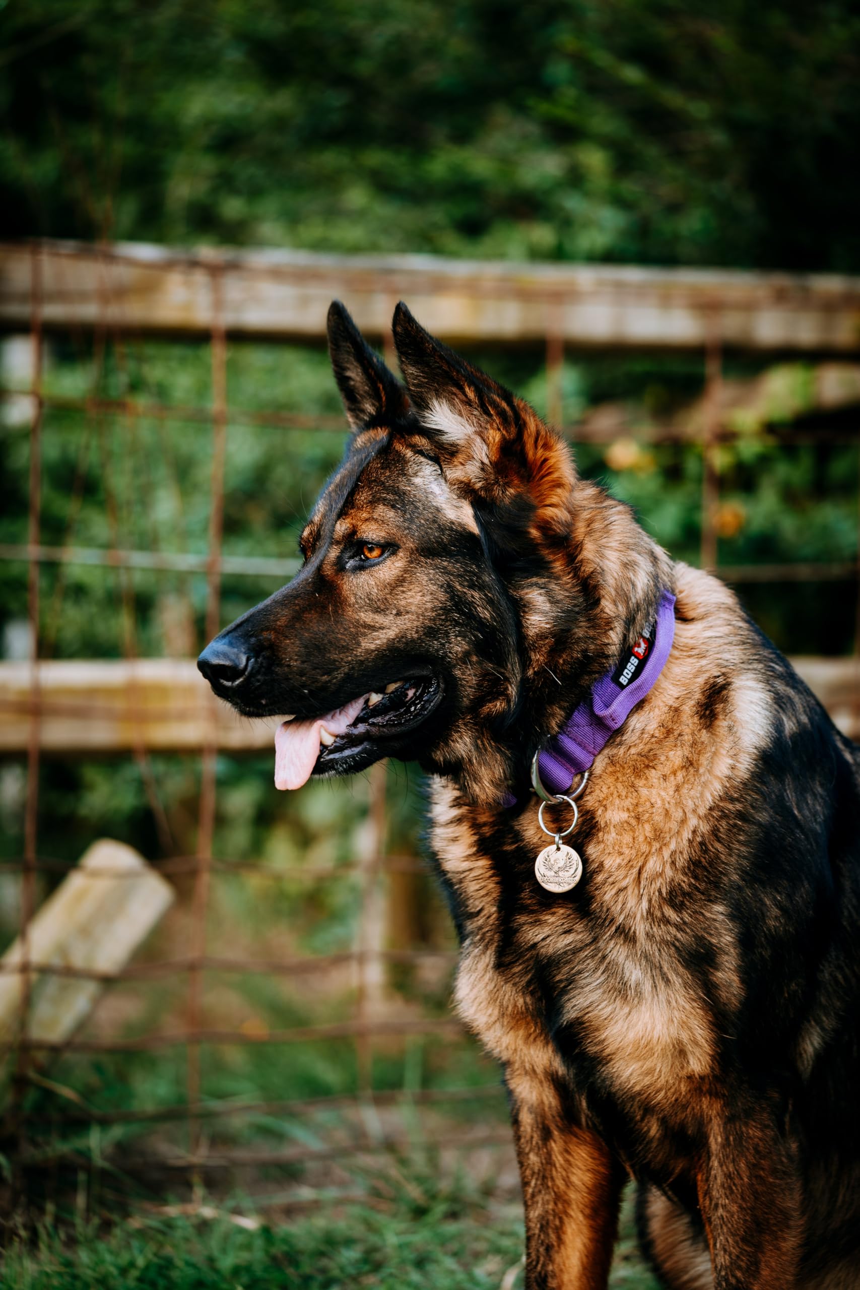 Boss Dog Tactical Collar, Purple, Large
