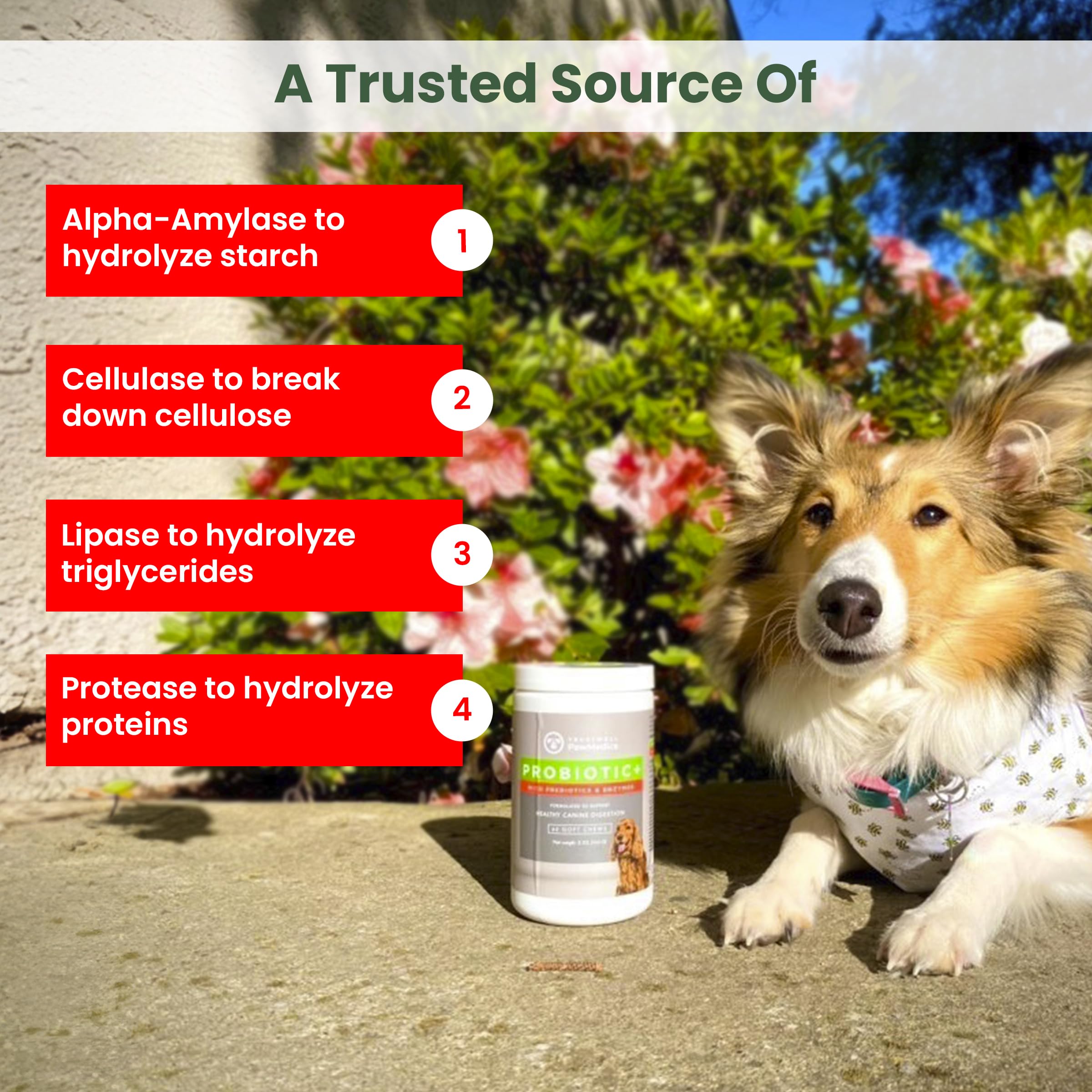 PawMedica Dog Probiotics and Digestive Enzymes, Probiotics for Dogs Made in USA, Pet Probiotic Chews for Dogs, Prebiotics & Prob