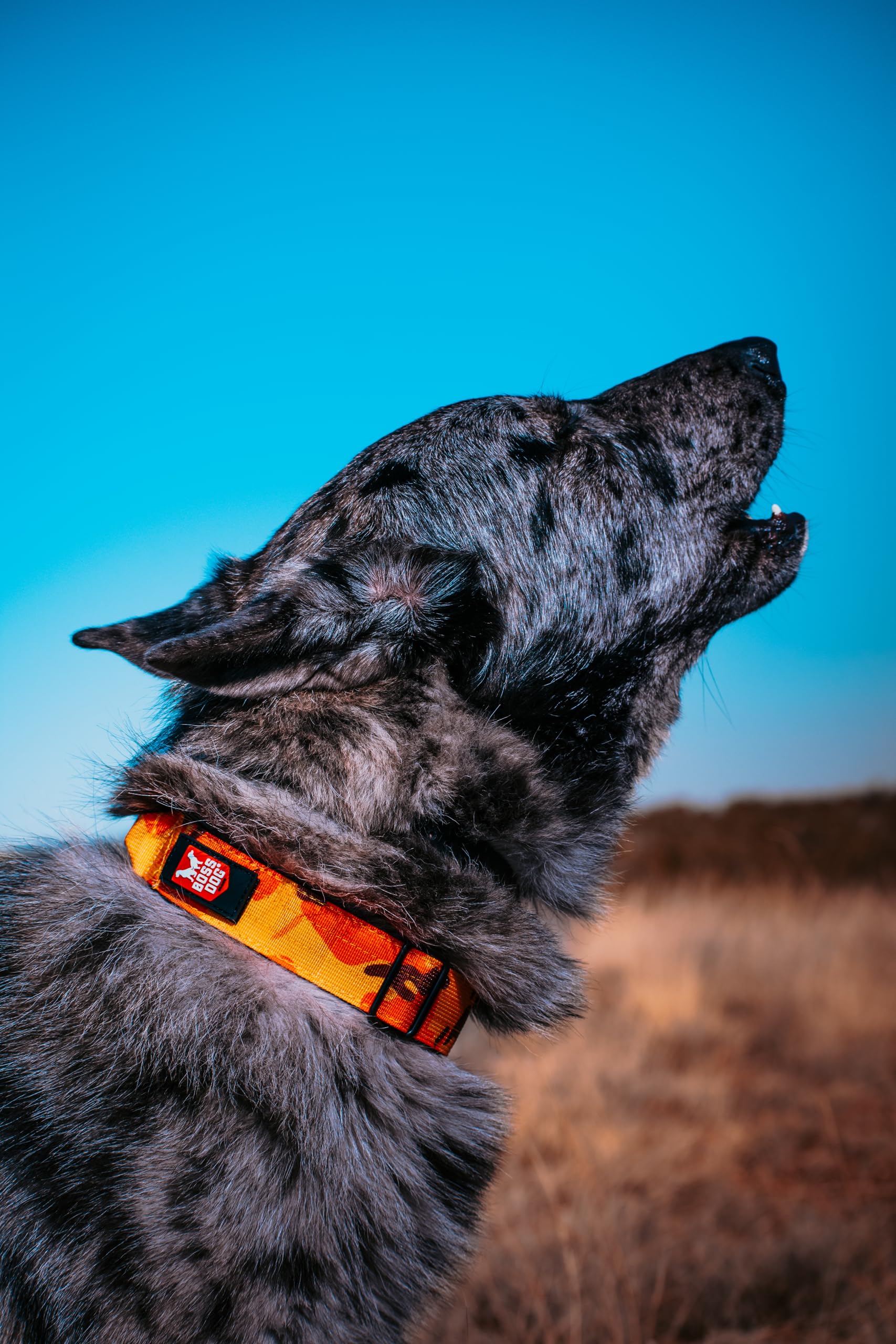 Boss Dog Tactical Collar, Orange Camo, Large