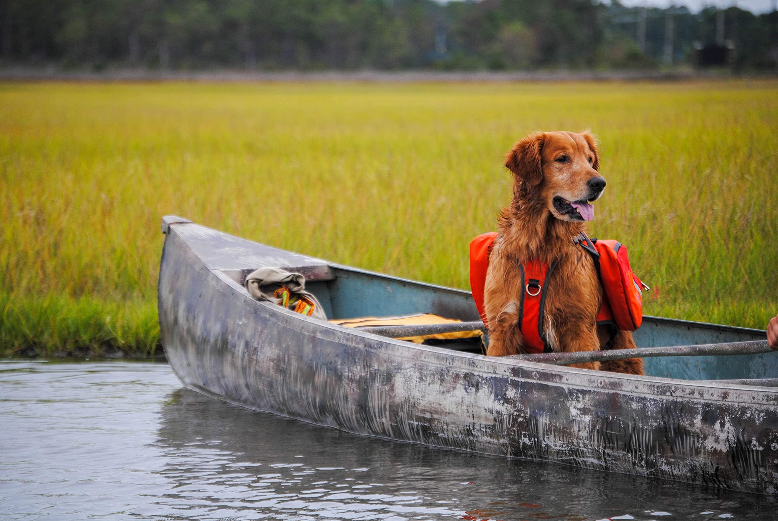 Bark Brite Multi-Purpose Dog Backpack Life Jacket - Medium, Orange/Red/Grey, Durable Material