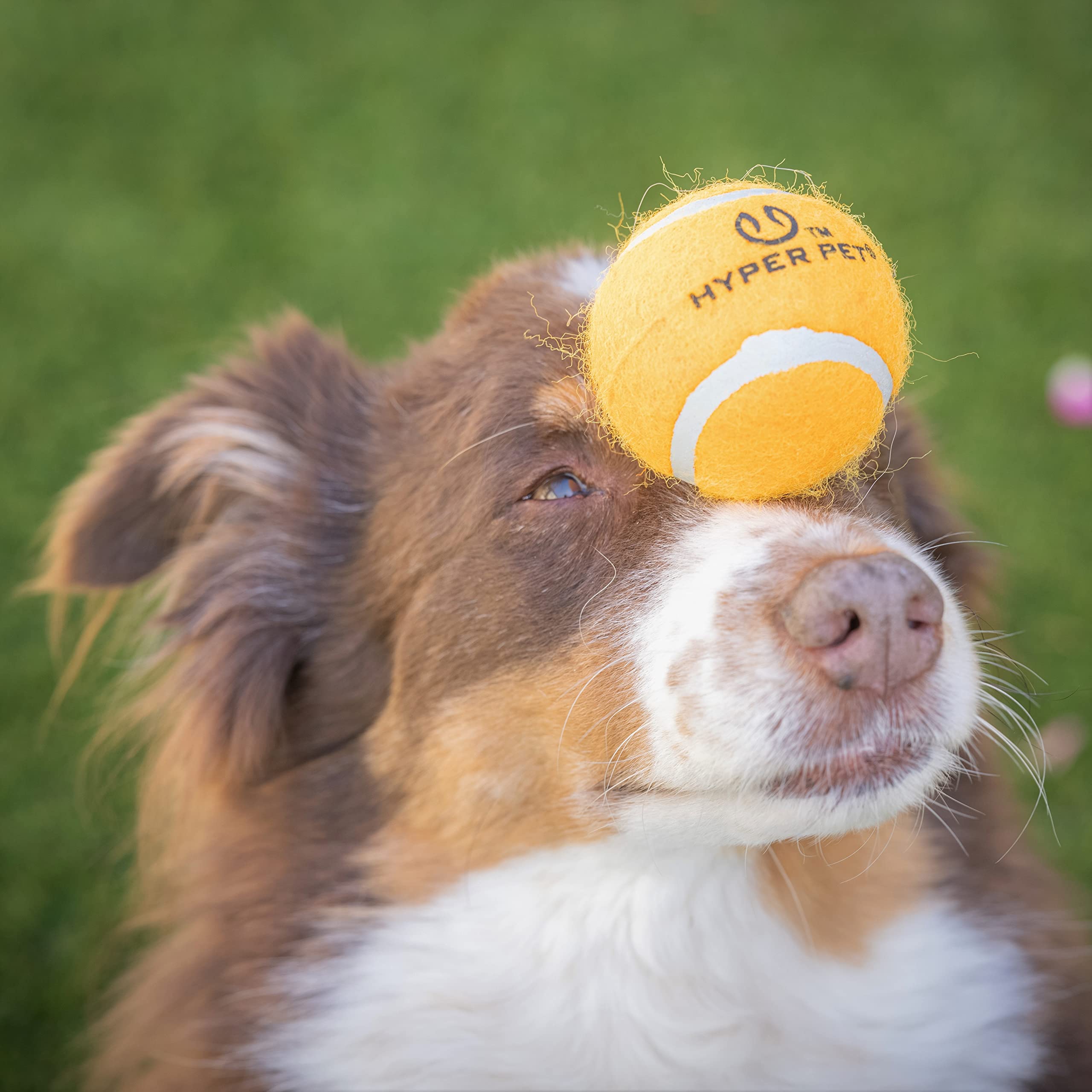 Hyper Pet Tennis Balls For Dogs (Safe Ball For Exercise And Training) Interactive Dog Toys Work With Hyper Pet K9 Kannon K2 Dog Ball Launcher - 4 Pack 2.5' Orange