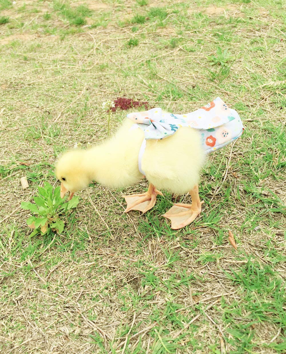 HEZHUO Poultry Diapers, Waterproof, Adjustable, Washable & Reusable - Duck, Chicken & Goose Supplies (2XL:450g-600g)