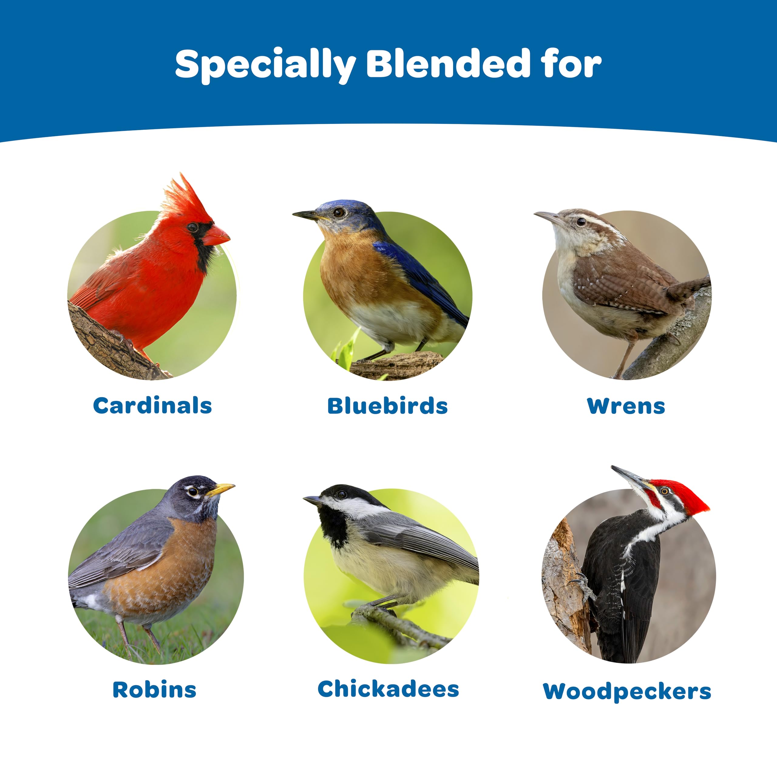 Kaytee Wild Bird Gourmet Seed Cake, 2 lbs, 4 Count - Ideal for Cardinals, Chickadees, Woodpeckers & More