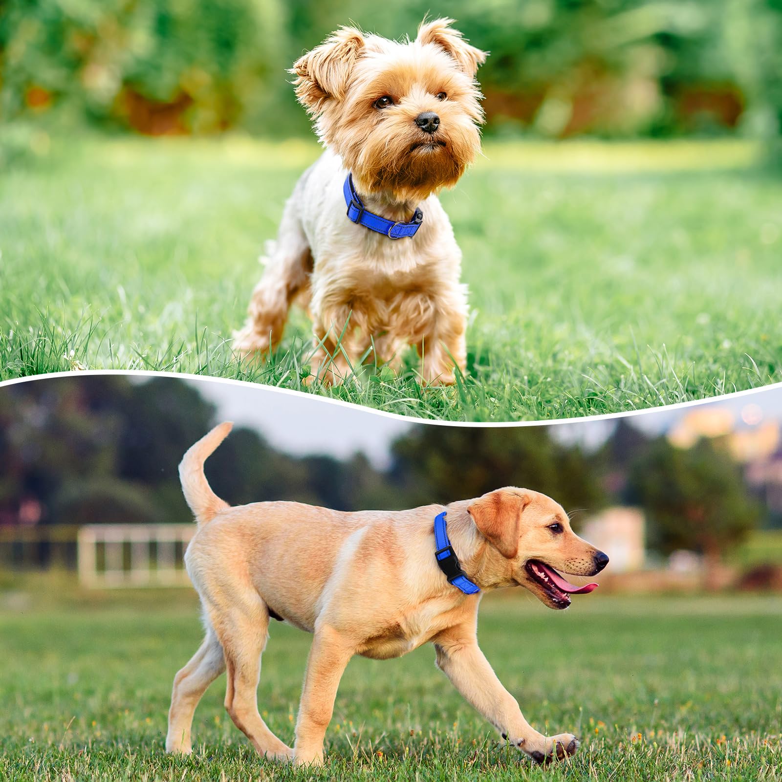 Penseepet Reflective Dog Collar Padded With Soft Neoprene Breathable Quick Release Basic Dog Collars For Puppy Small Dogs Boy Girl Blue
