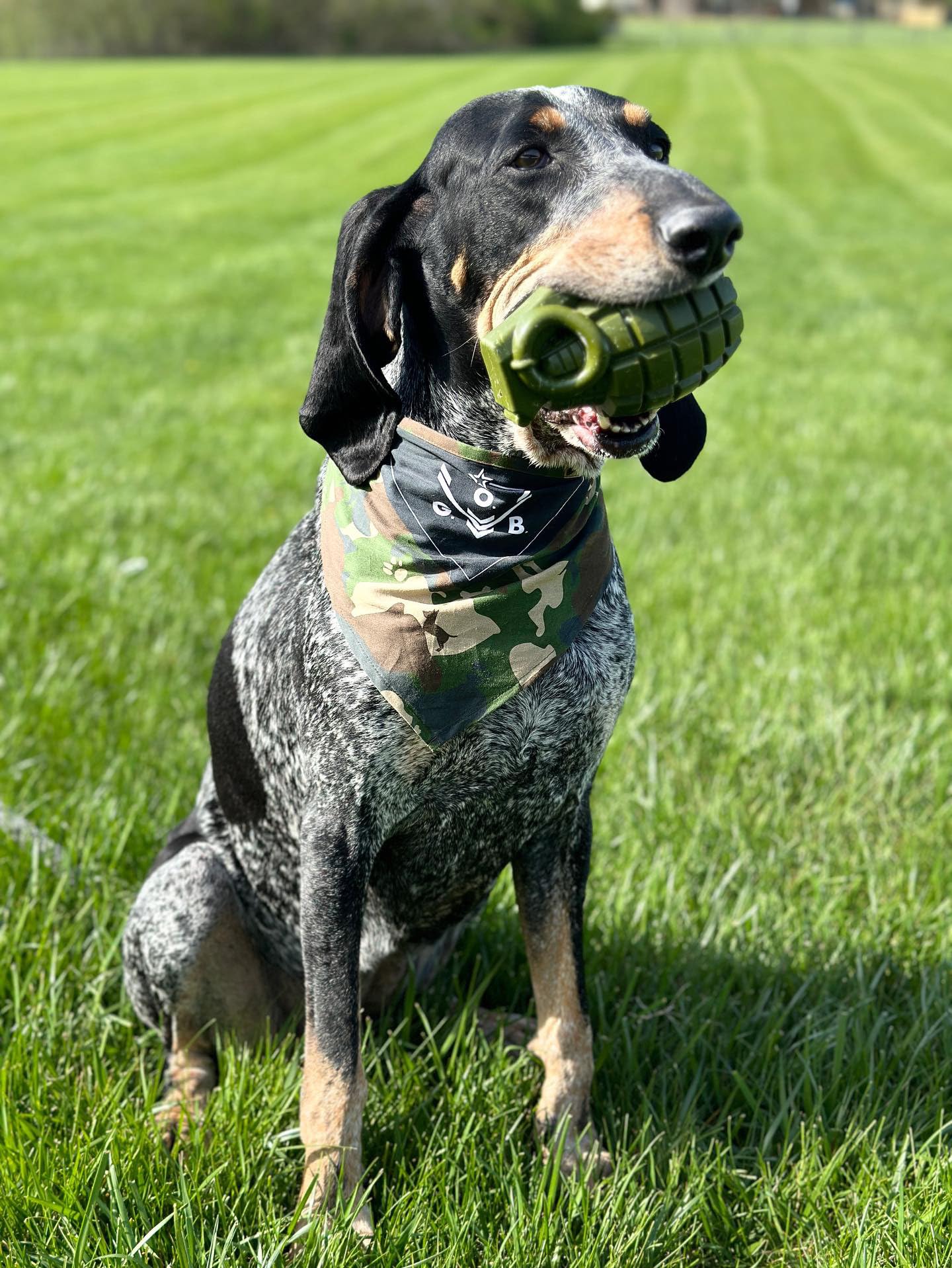 O.G.B. Operation Good Boy Durable Grenade Dog Toy - Patriotic Military Gear Inspired Chew Toy - Durable,Teething, and Interactiv