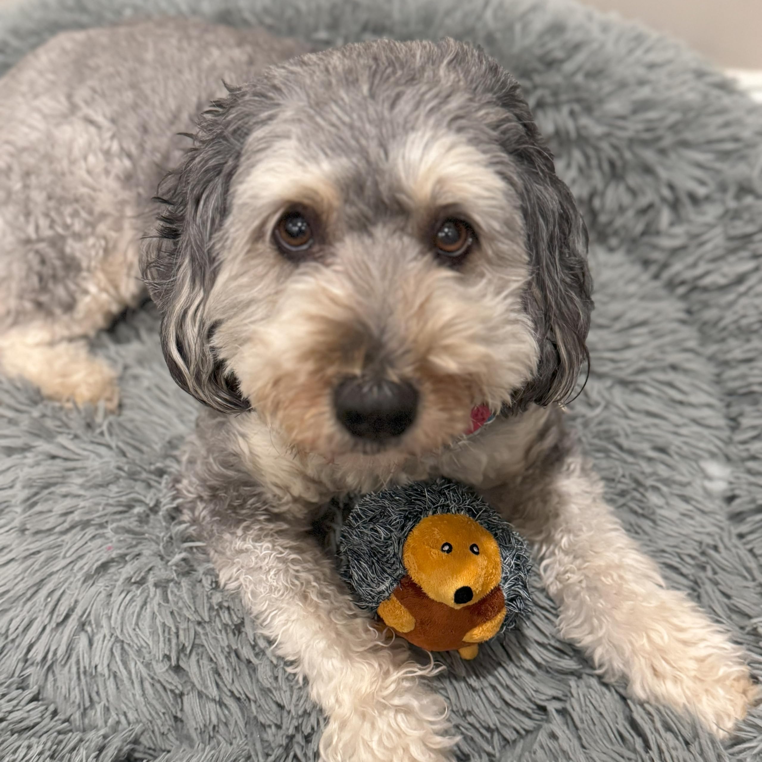 Spot Butterballs Forest Animals Dog Toy-Soft, Stuffed, Squeaky, Plush Fabric Toy For Mini And Small Dogs And Puppies, Enrichment For Light Chewers And Cuddlers, 4In, Assorted Styles, 1 Piece