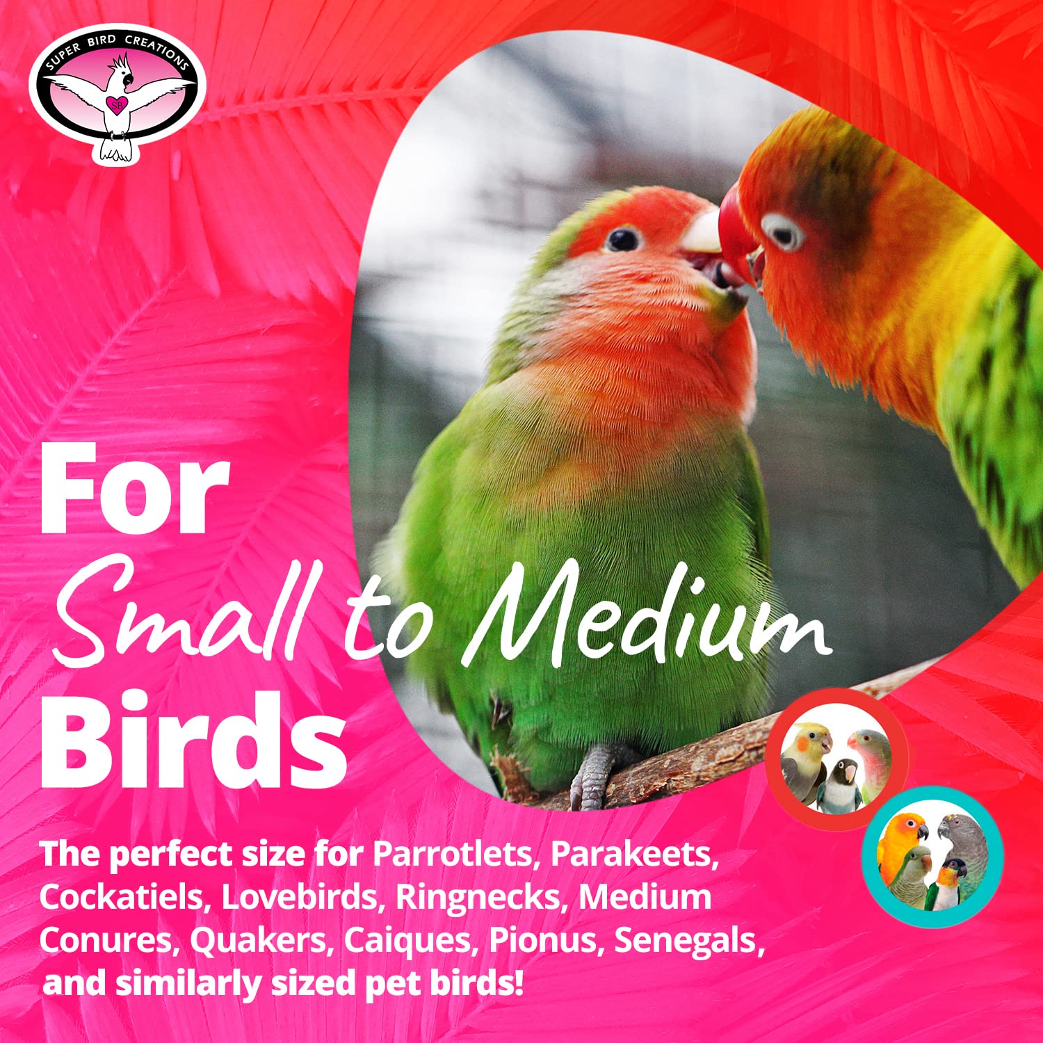 Super Bird Creations SB719 Beaker Sneaker Bird Toy for Parrotlets, Parakeets, Cockatiels, Lovebirds, ringnecks, Medium Conures -