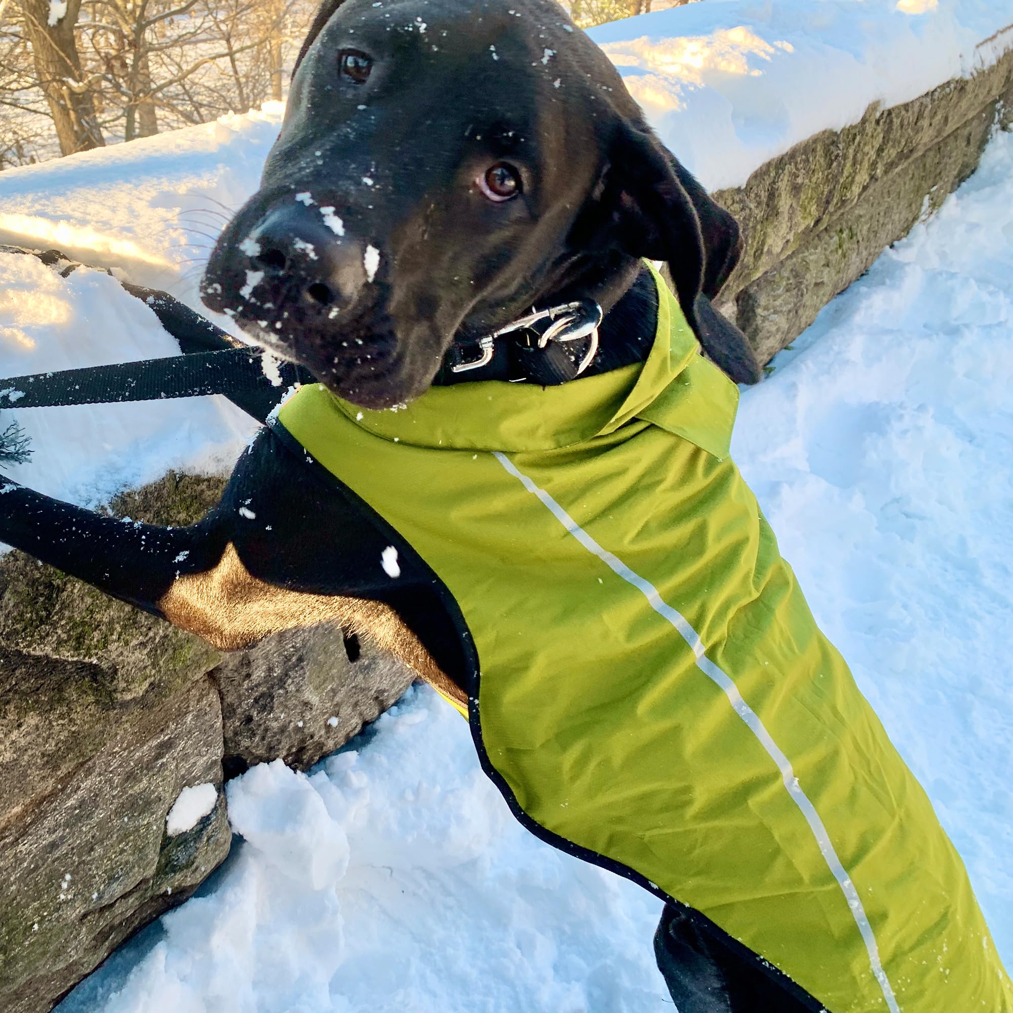 Mile High Life | Dog Raincoat | Adjustable Water Proof Pet Clothes | Lightweight Rain Jacket With Reflective Strip | Easy Step In Closure,New Lime Yellow,Small