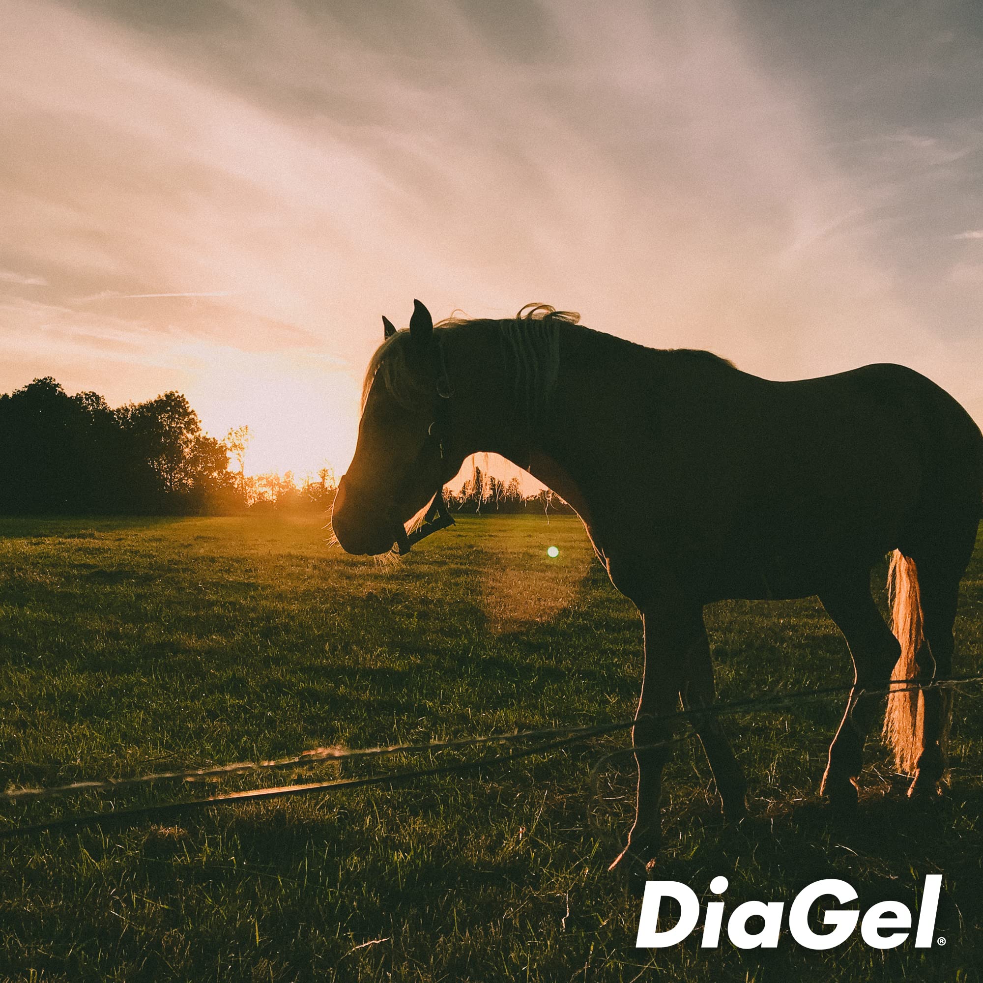 DiaGel for Equine - Orally Administered Gel for Occasional Loose Stools and Digestive Upset - Natural Horse Products - Van Beek