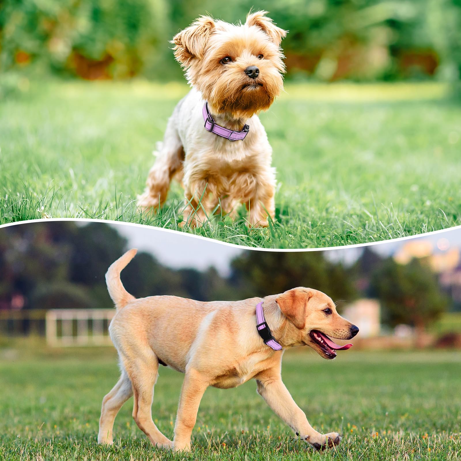 Penseepet Reflective Dog Collar Padded With Soft Neoprene Breathable Quick Release Basic Dog Collars For Medium Large Dogs Laven