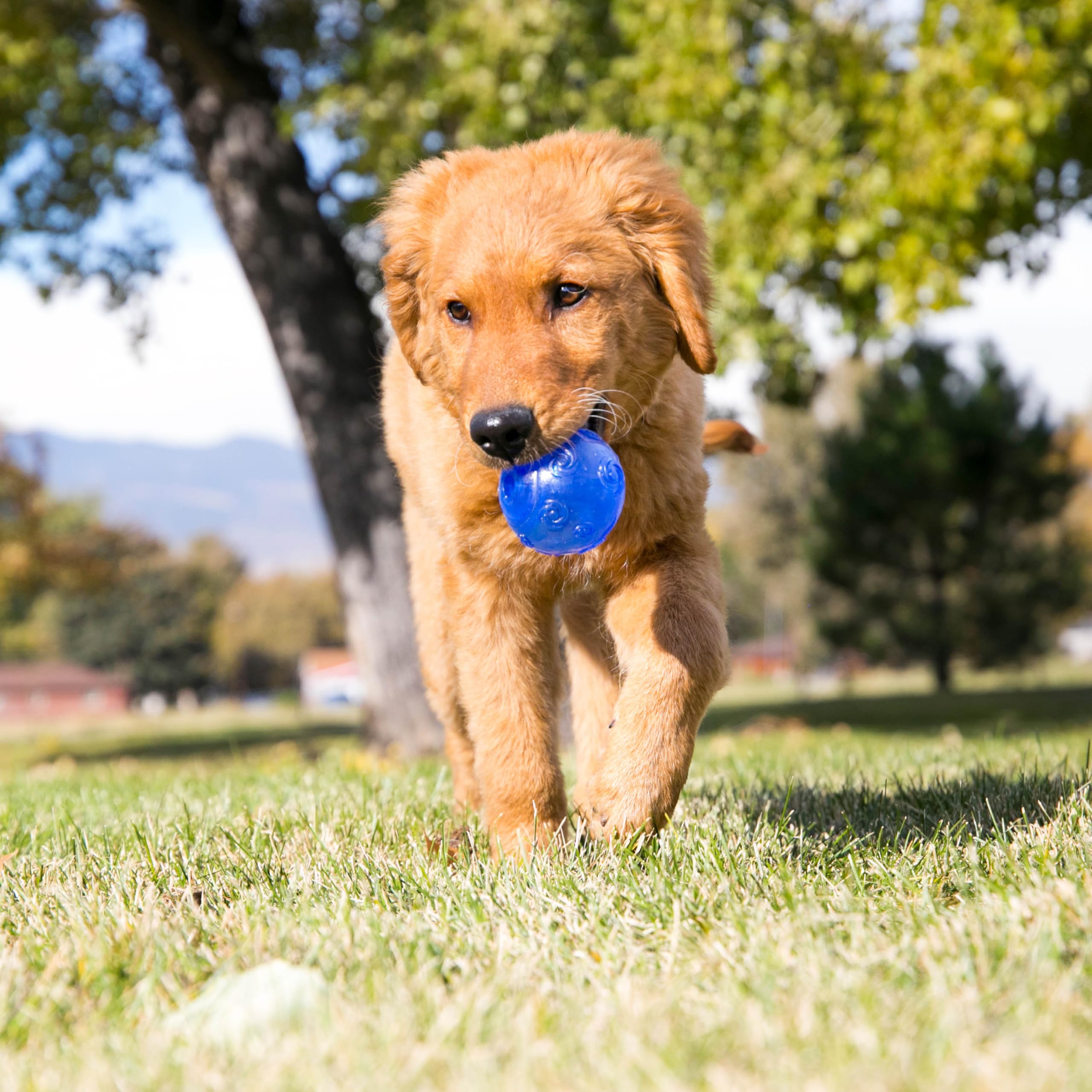 Kong Squeezz Crackle Ball, Medium, Colors May Vary