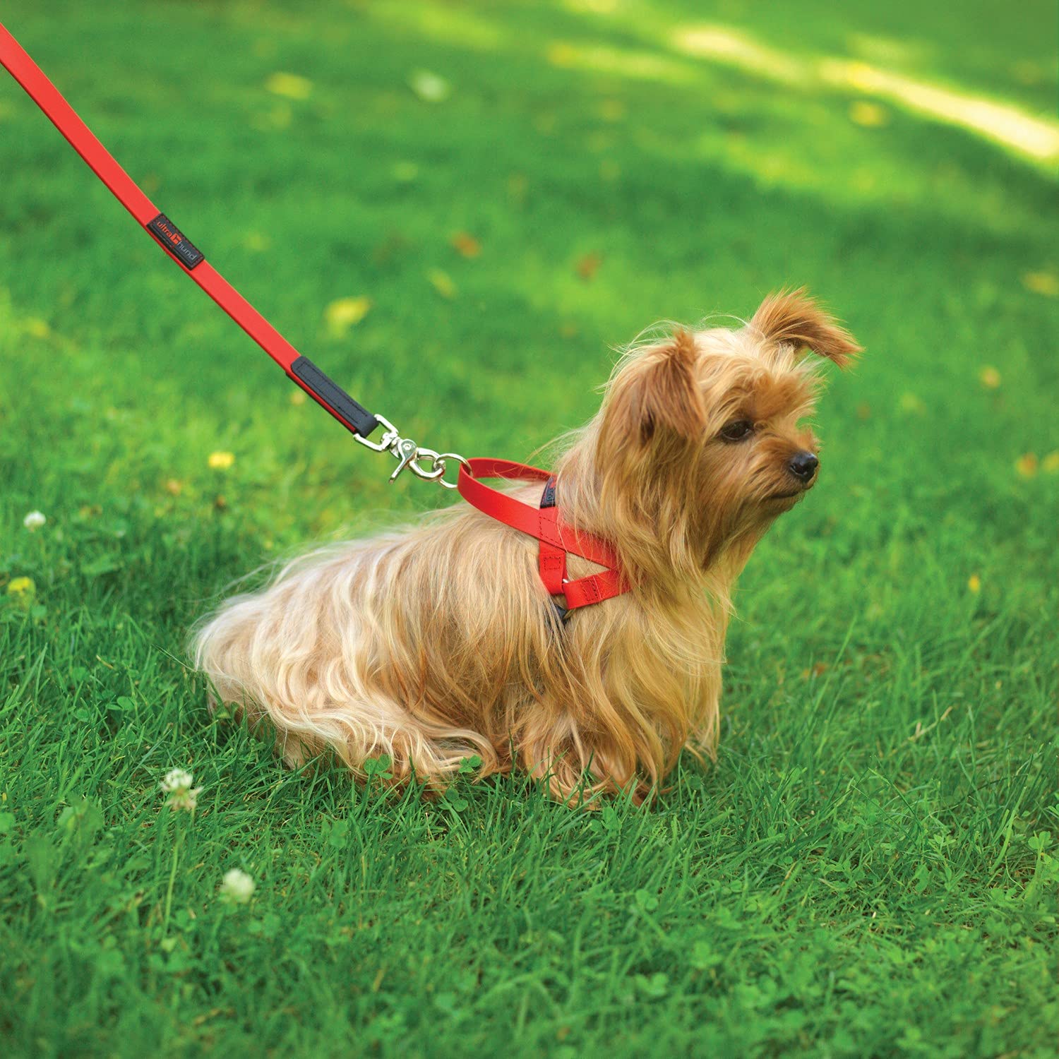 Ultrahund 'Boss' Lead, 5/8' X 6', Blue