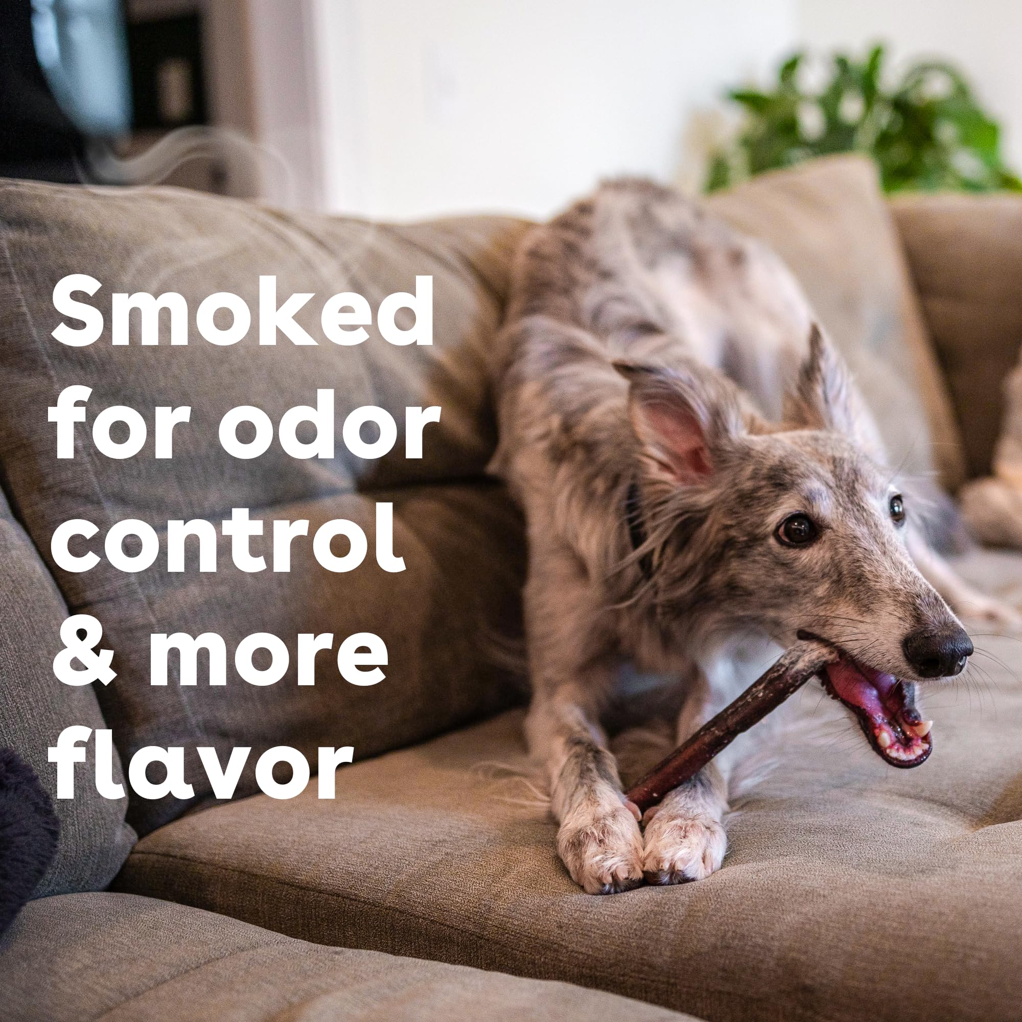 Pupford Thick Bully Sticks for Dogs & Puppies, Smoked for Improved Smell, Natural, Long-Lasting, Single Ingredient Chews for Sma
