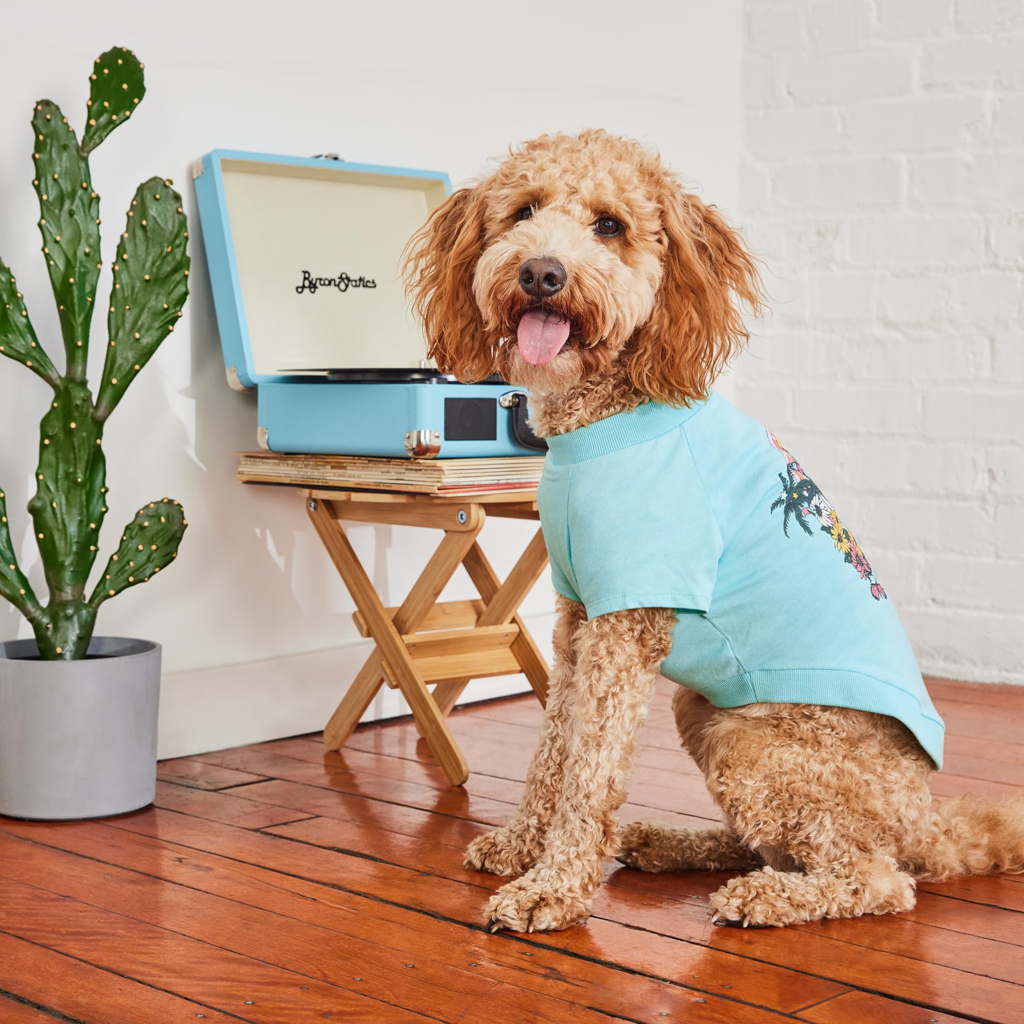 Gf Pet - Graphic Tee Dog T-Shirt (Heather Aqua, Small)