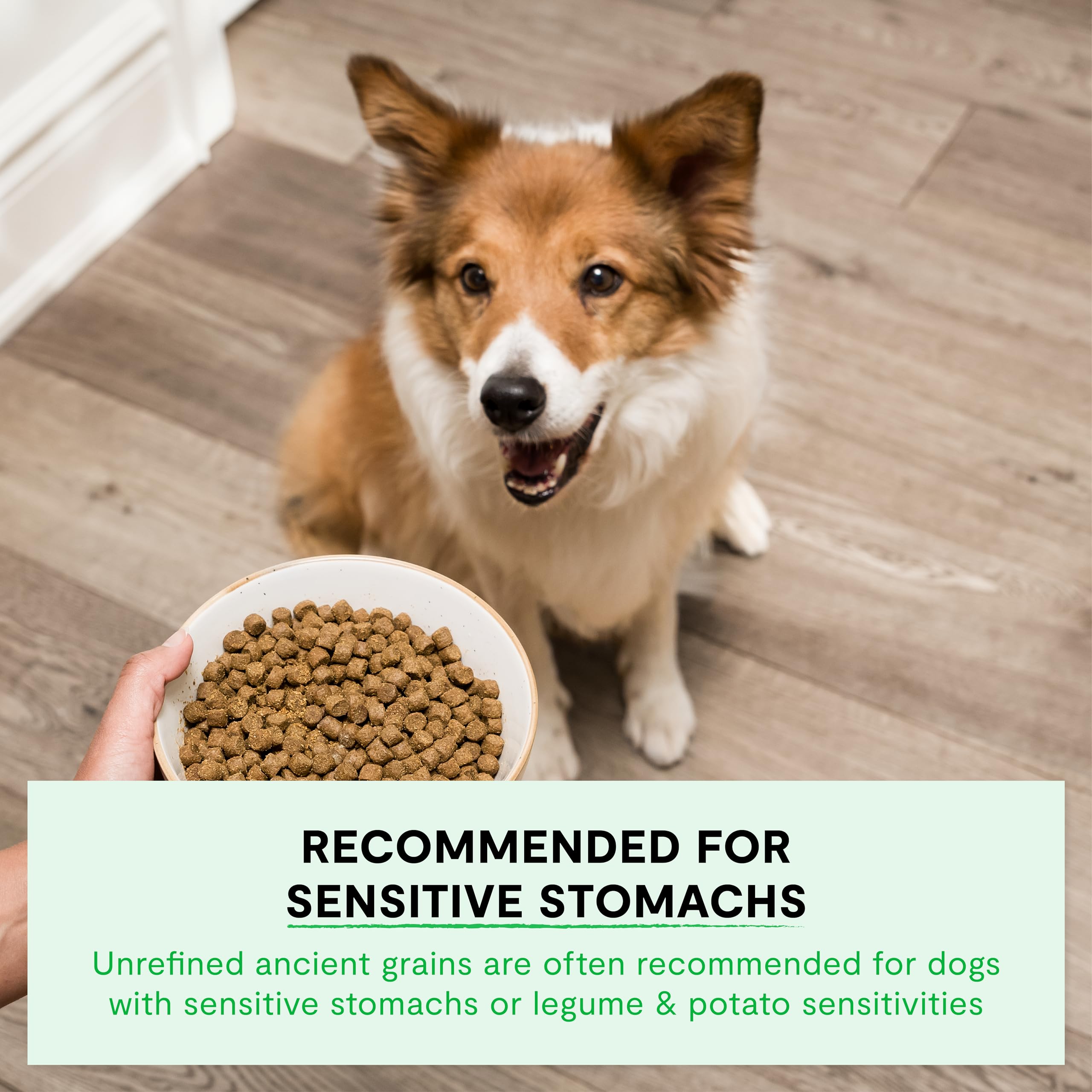 Open Farm, Ancient Grains Dry Dog Food for Puppies, Protein-Rich & Nutrient Dense, 90% Animal Protein Mixed with Non-GMO Fruits,