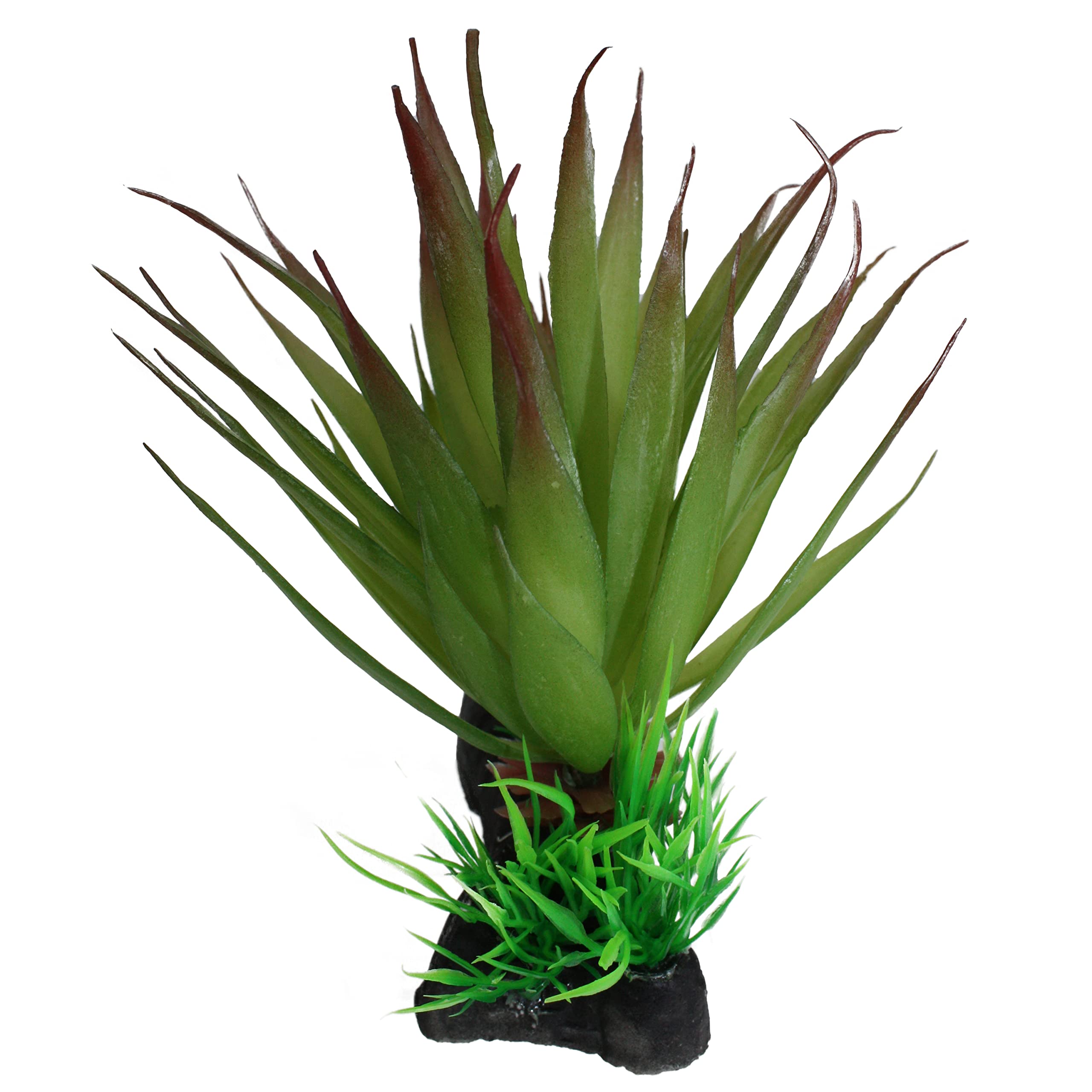 Multi Pet 48593312: Komodo Succulent Plant
