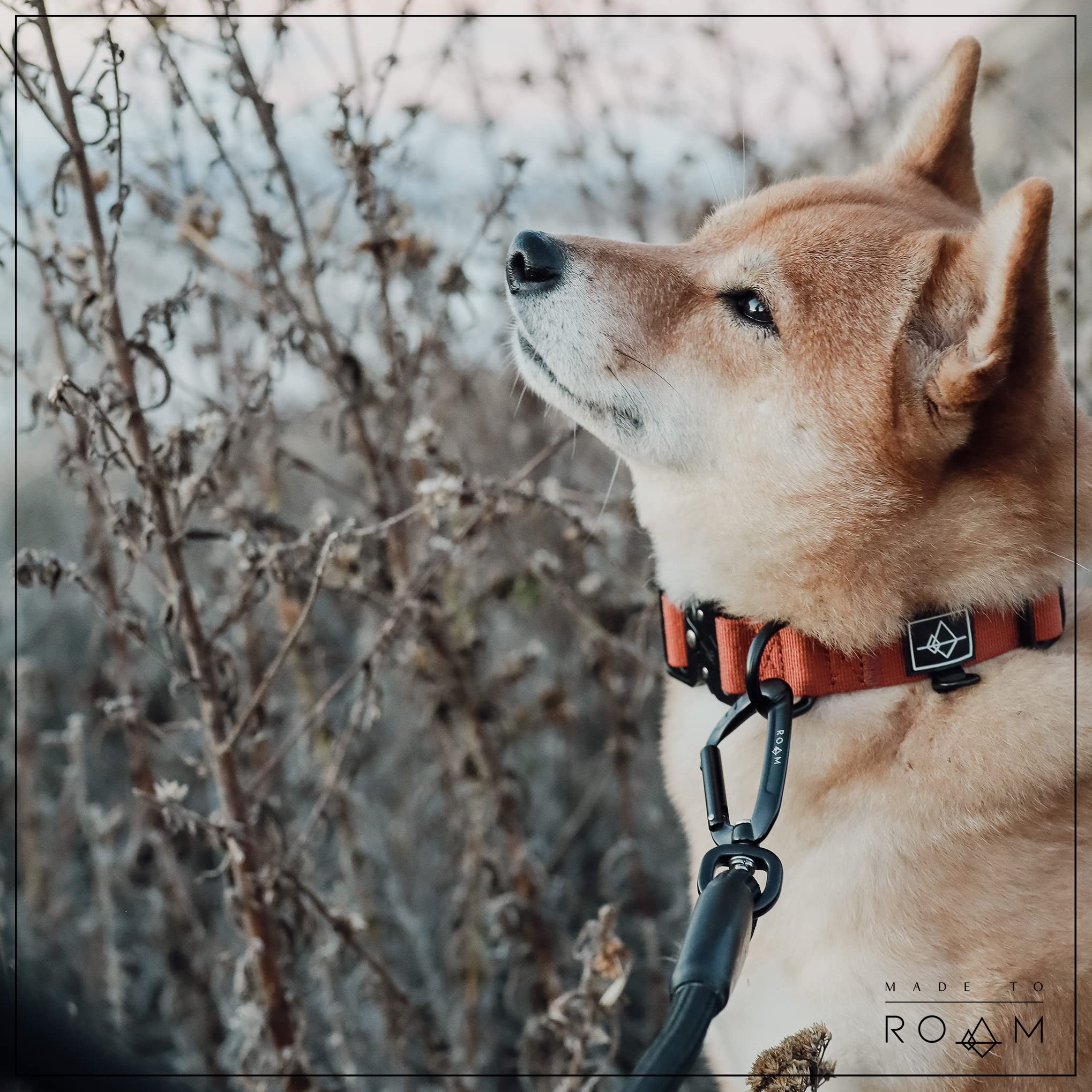 Made to ROAM Premium Dog Collar - Adjustable Heavy Duty Nylon Collar with Quick-Release Metal Buckle (New York Afterlight, Size