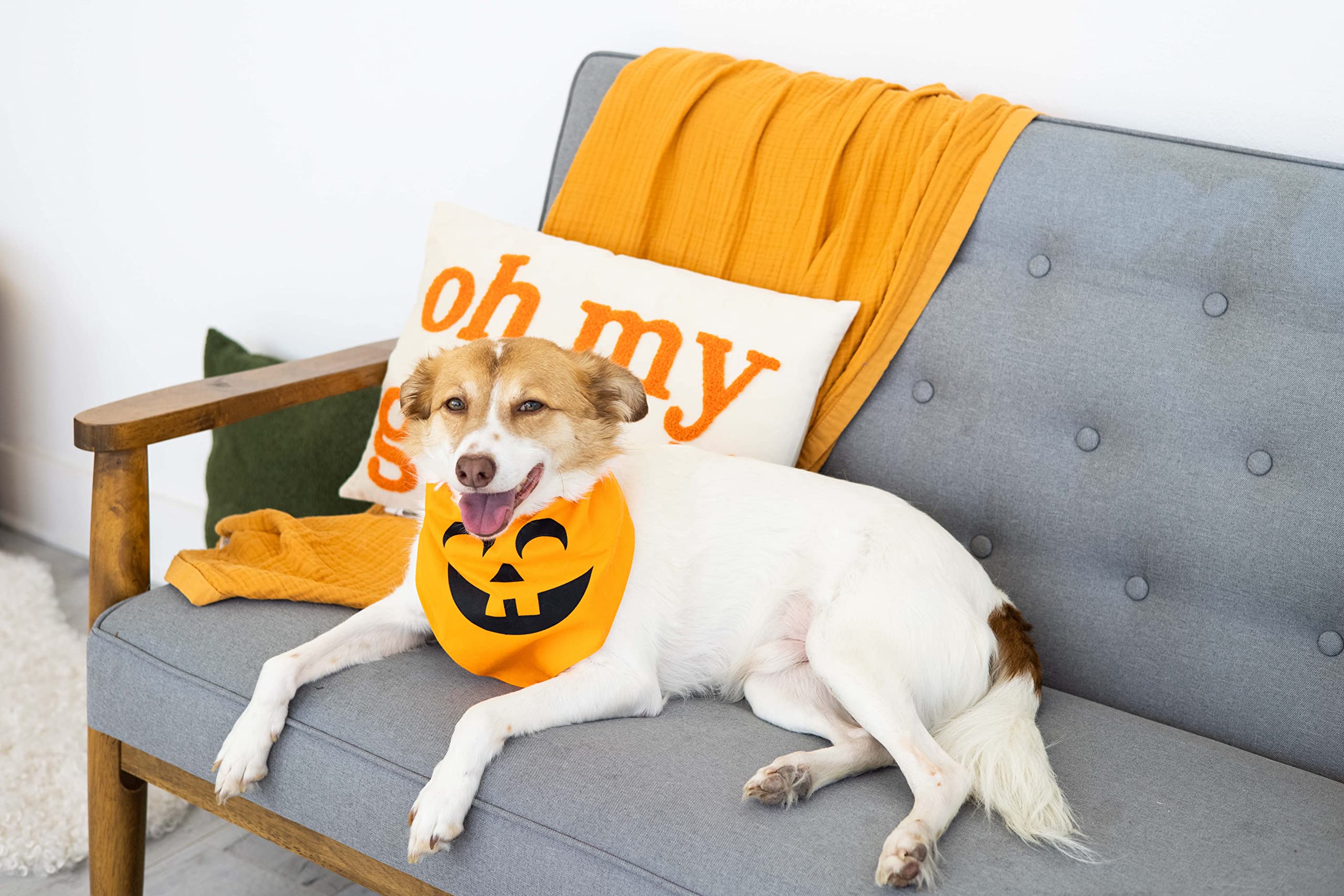 Pearhead Pumpkin Dog Bandana - Fall Dog Apparel, Halloween Costume, Slip On Collar Accessory - Medium/Large