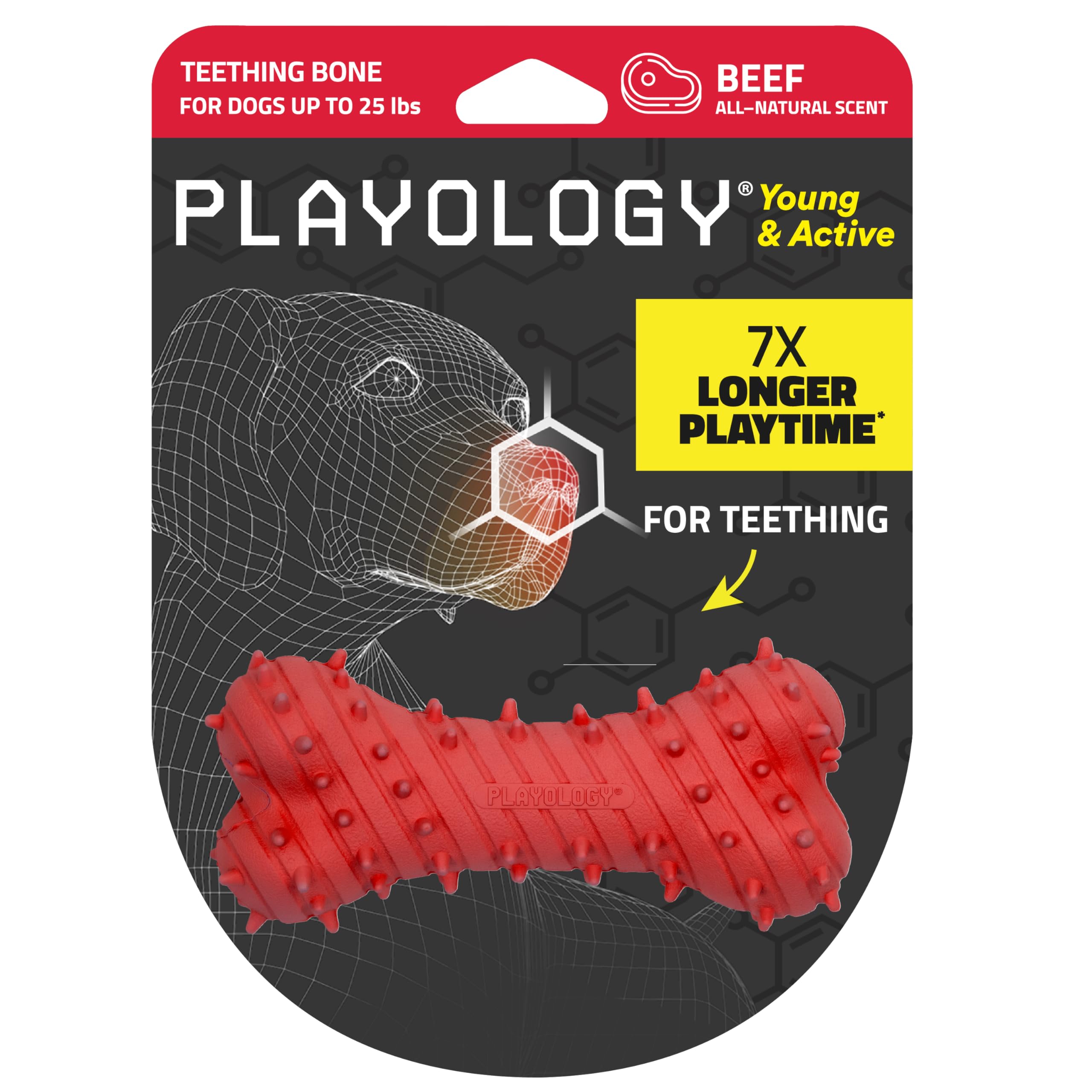 Playology Puppy Teething Bone Dog Toy For Young & Active Dogs | Engaging All-Natural Beef Scented Small Sized Chew Toy With Sque