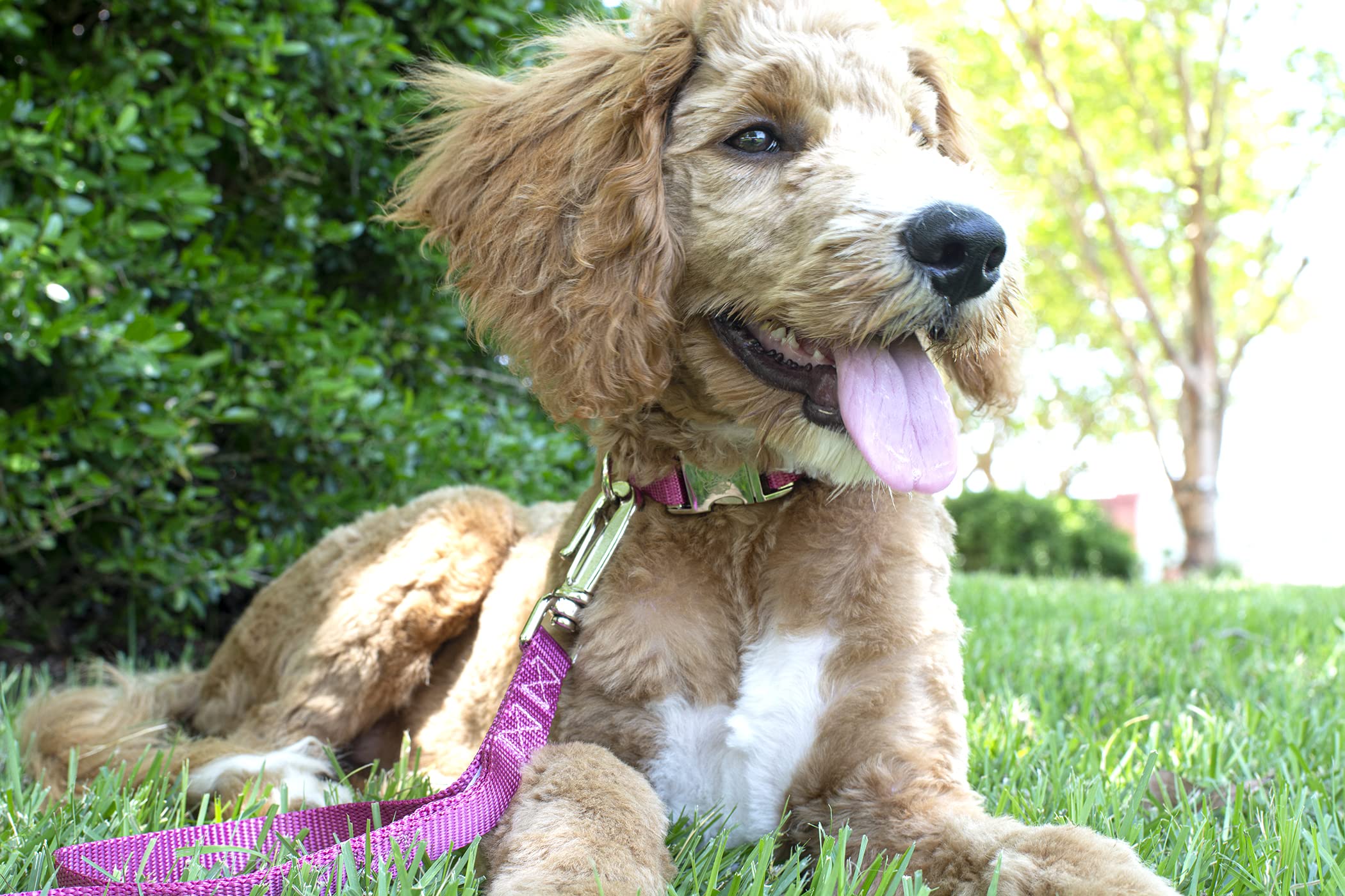 Country Brook Design - Vibrant 30+ Color Selection - Premium Nylon Dog Collar With Metal Buckle (Large, 1 Inch Wide, Rose)