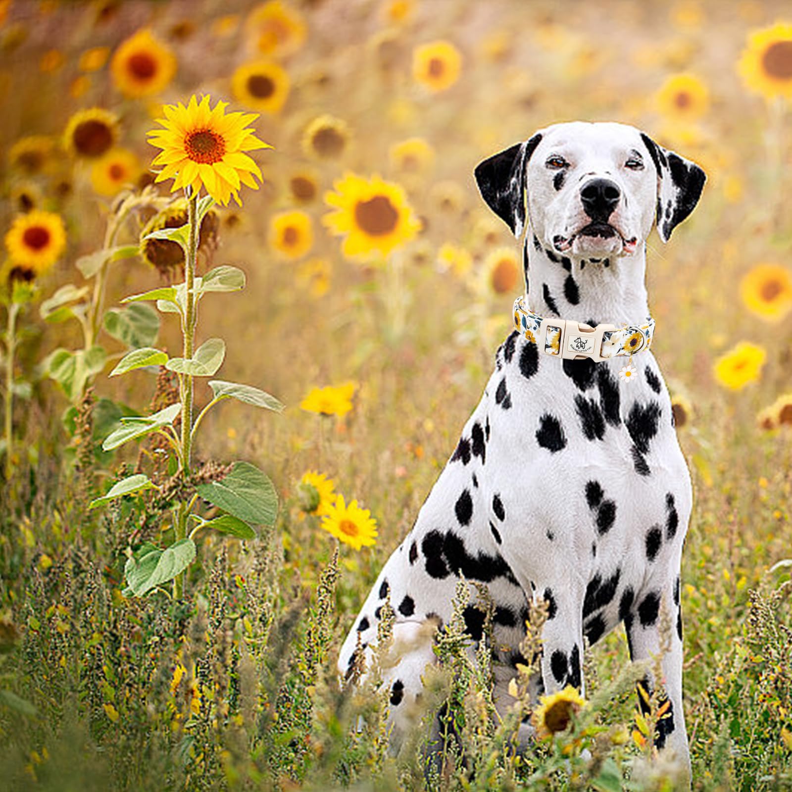 Elegant Little Tail Dog Collar,Sunflower Pattern Pet Collar Cute Durable Spring Female Or Male Adjustable Cotton Pet Collar With